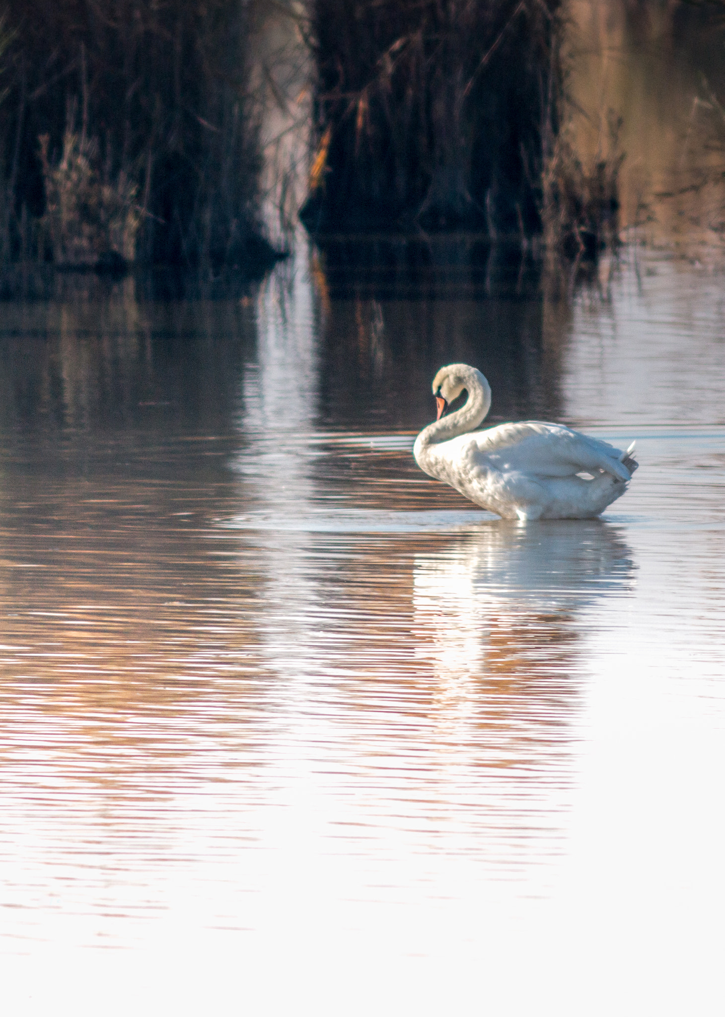 Canon EF 200mm f/2.8L II + 2x sample photo. Swan series vii photography