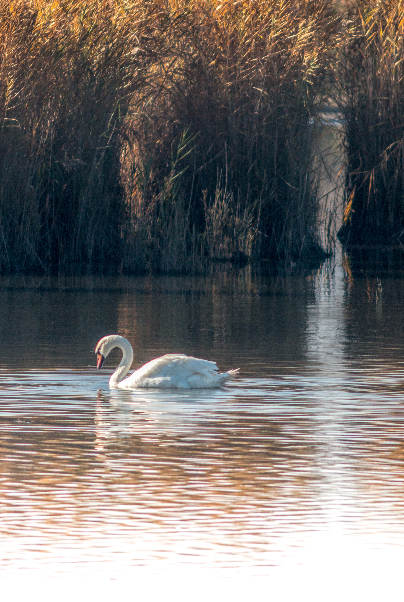 Canon EF 200mm f/2.8L II + 2x sample photo. Swan series vi photography