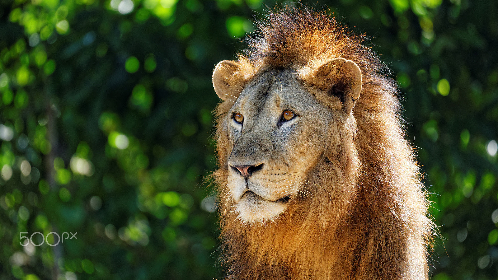 Tamron SP 150-600mm F5-6.3 Di VC USD sample photo. Lion photography