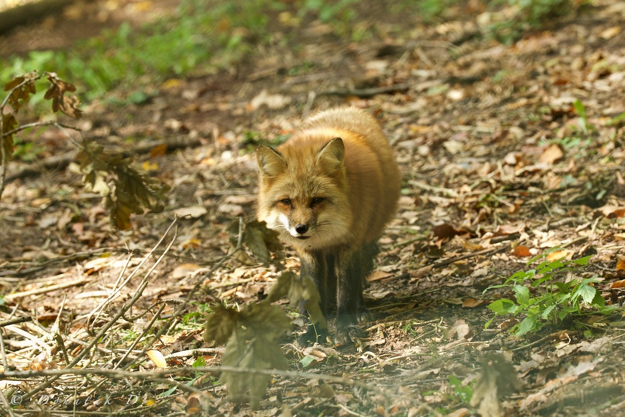 Canon EF 200-400mm F4L IS USM Extender 1.4x sample photo. Liška obecná (vulpes vulpes) photography