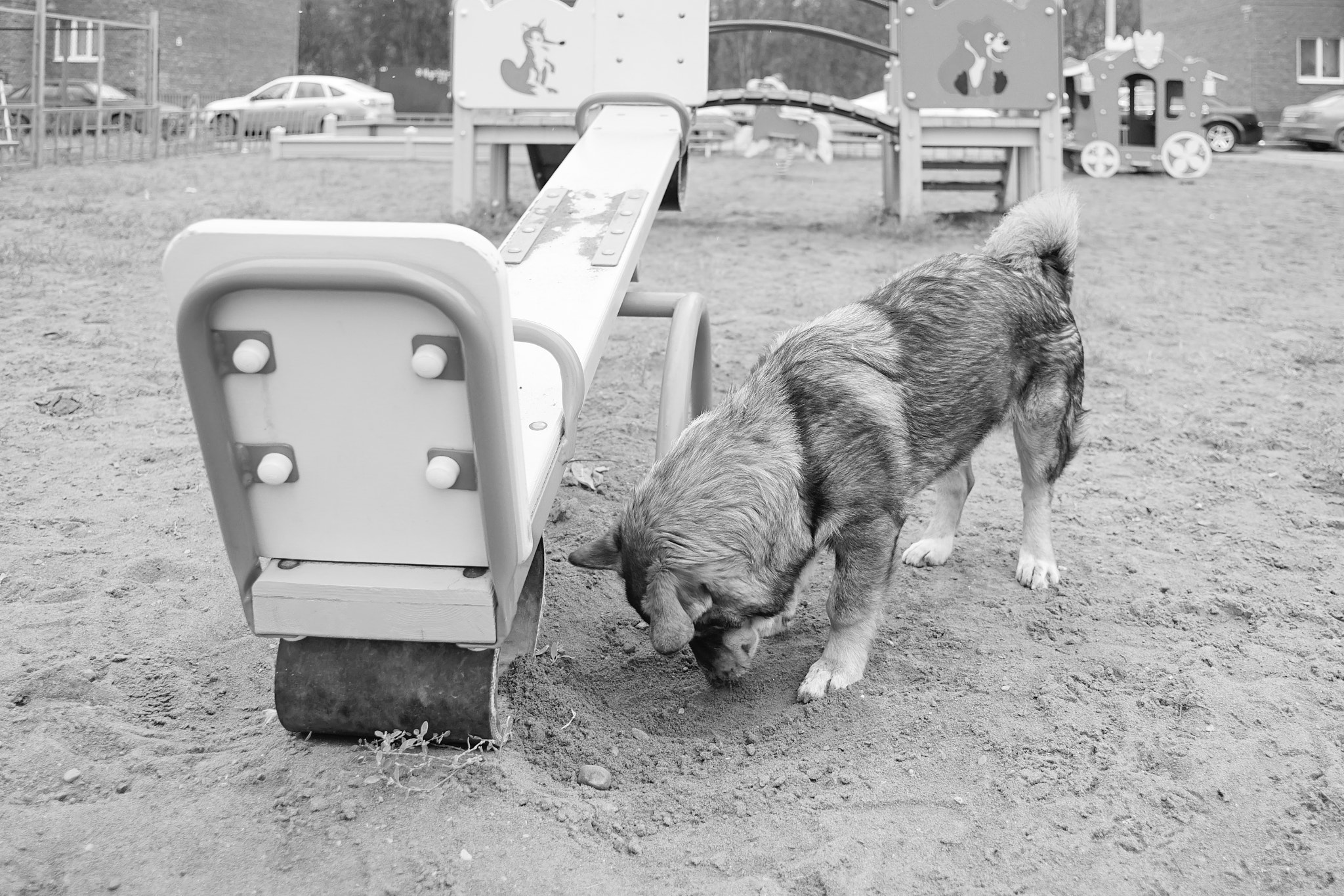 Sony a7 + 24mm F2.8 sample photo. Dog photography