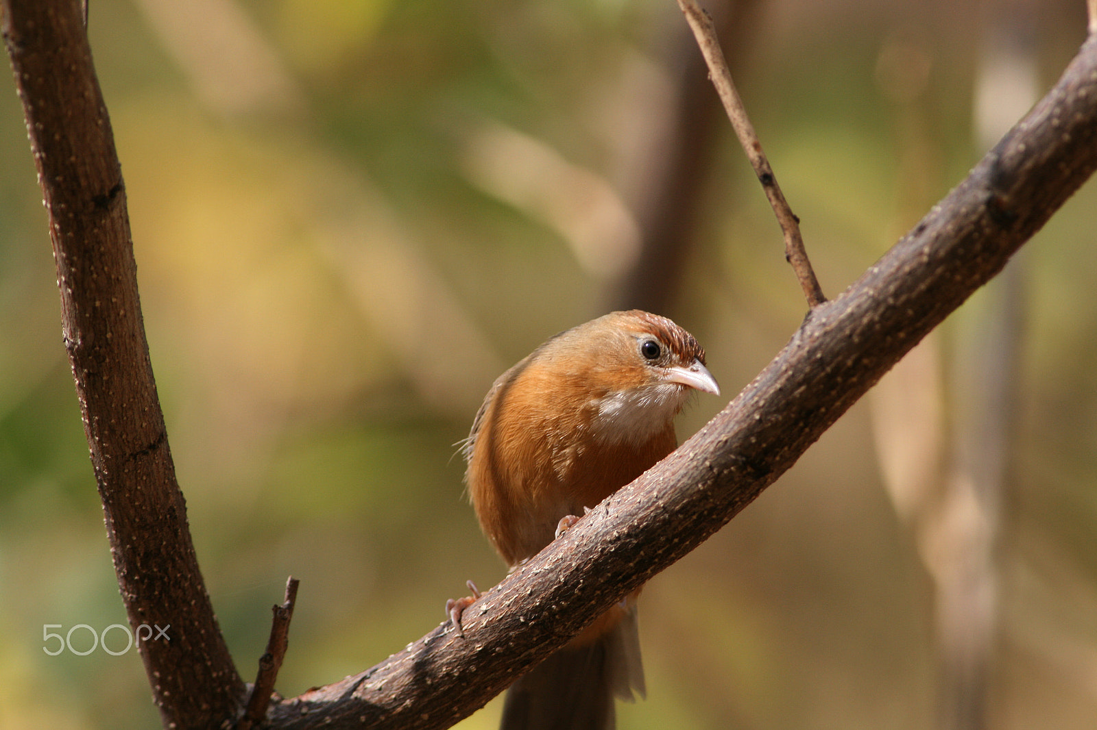 Canon EF 300mm F4L IS USM sample photo. Babbler photography