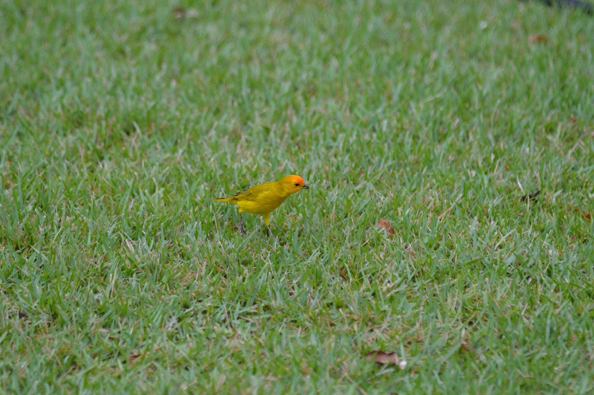 Tamron SP AF 180mm F3.5 Di LD (IF) Macro sample photo. Canário photography