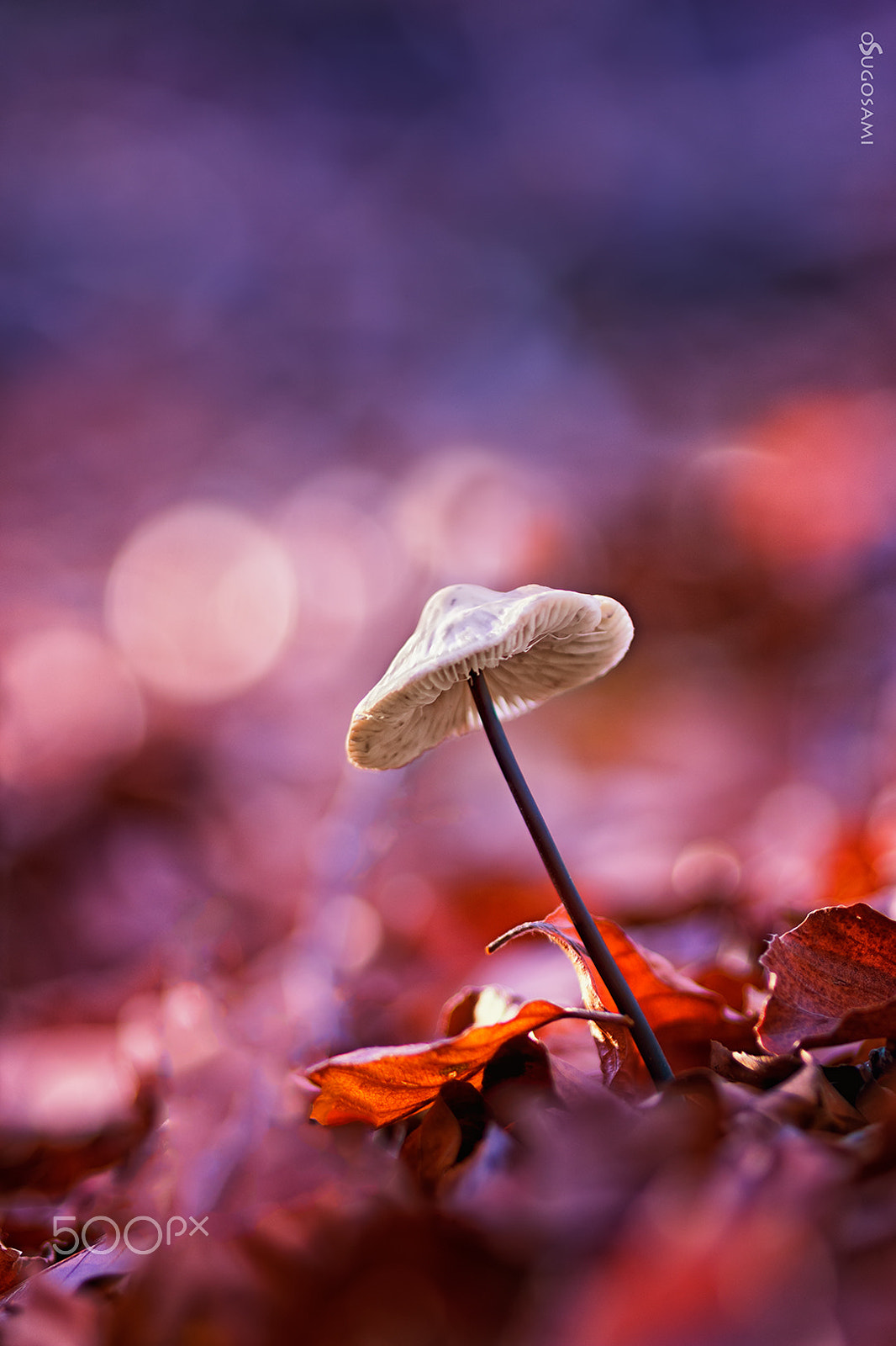 Sigma 105mm F2.8 EX DG Macro sample photo. Las luces del bosque photography