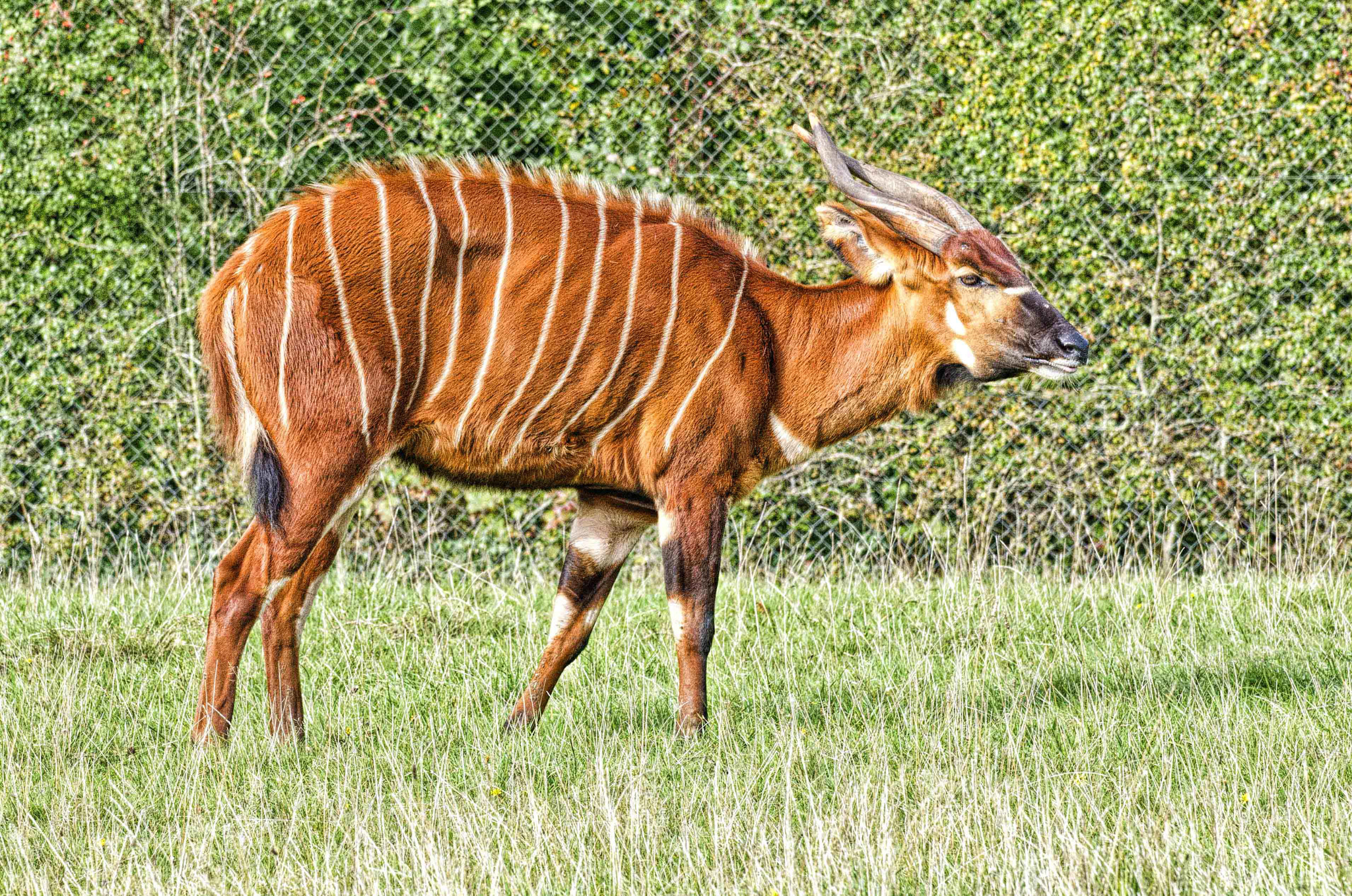 Nikon AF-S Nikkor 70-200mm F4G ED VR sample photo. Bongo antelope (1553) photography