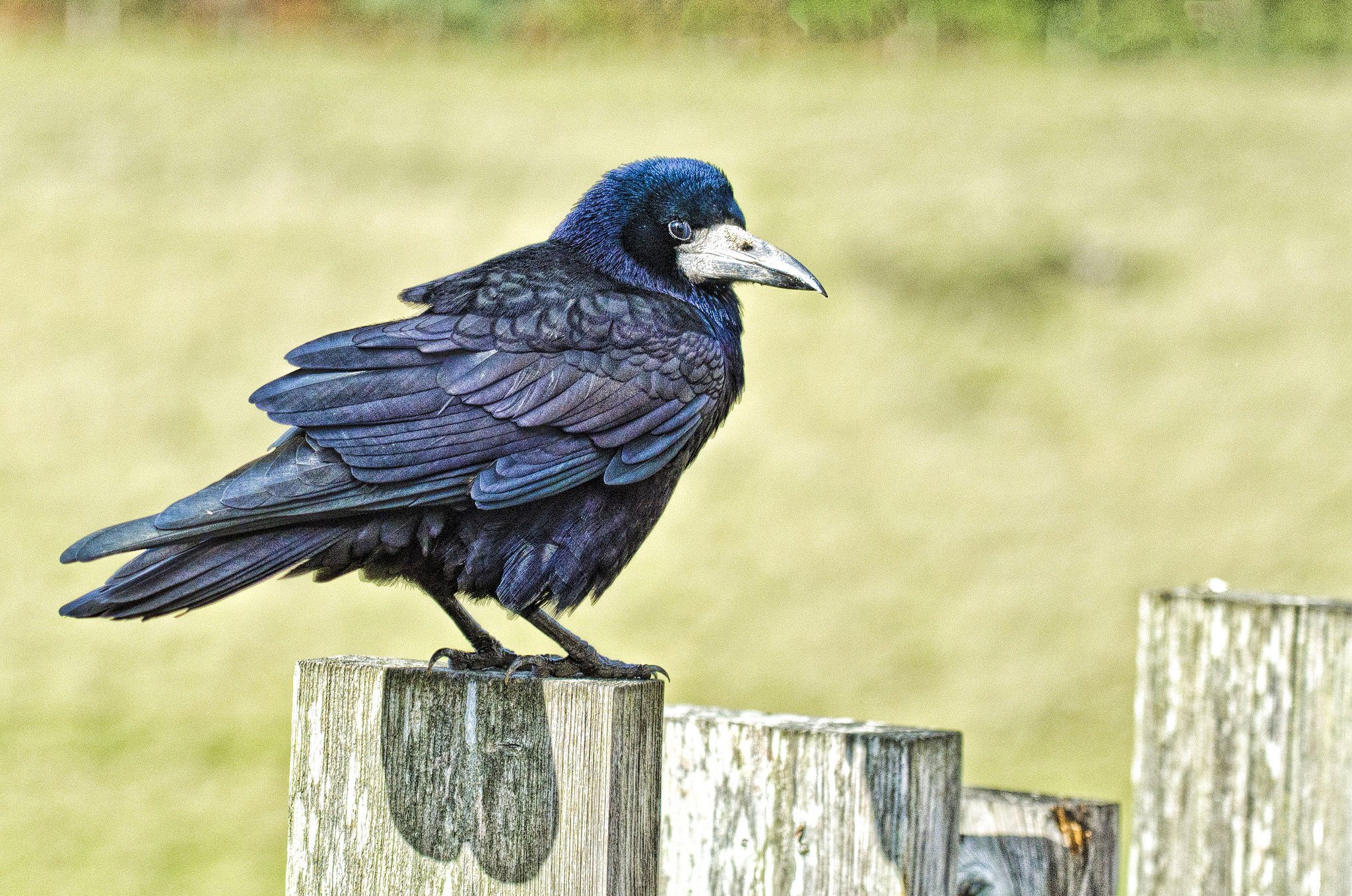 Nikon AF-S Nikkor 70-200mm F4G ED VR sample photo. Caw blimey - i'm not a bird brain after all (1571) photography