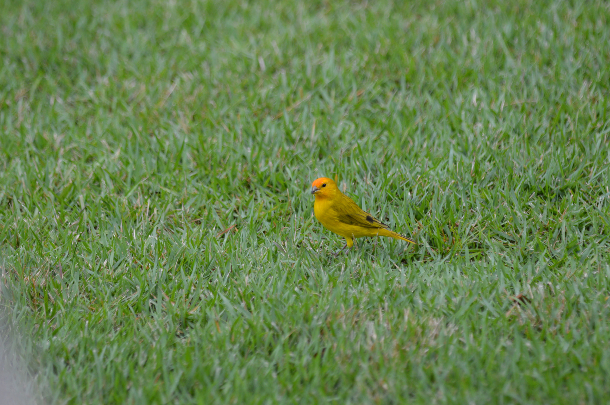 Nikon D3200 + Tamron SP AF 180mm F3.5 Di LD (IF) Macro sample photo. Canário photography