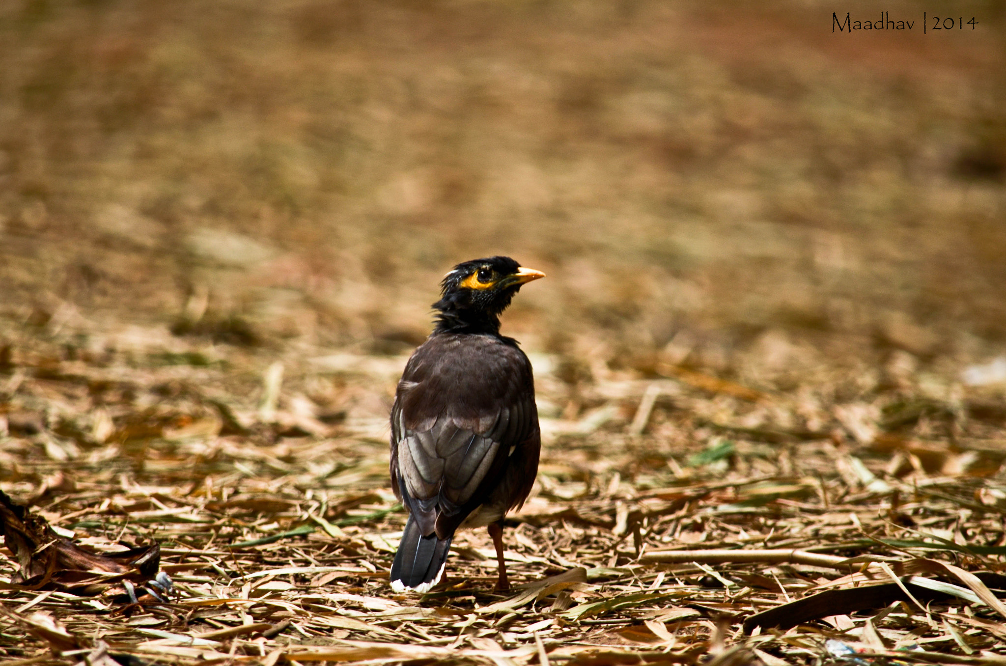 Nikon AF-S Nikkor 70-200mm F4G ED VR sample photo. Chilling photography