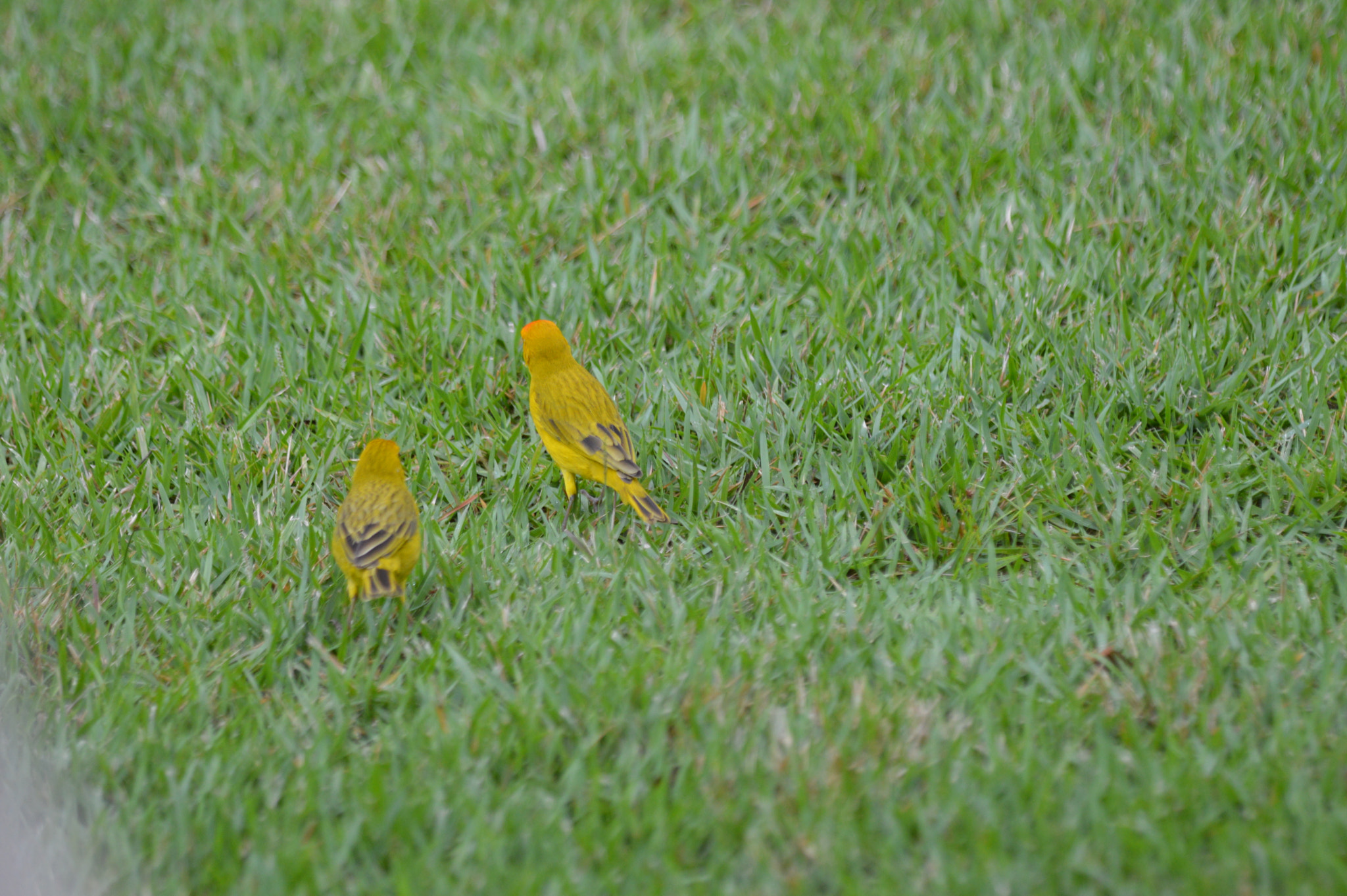 Nikon D3200 + Tamron SP AF 180mm F3.5 Di LD (IF) Macro sample photo. Canário photography