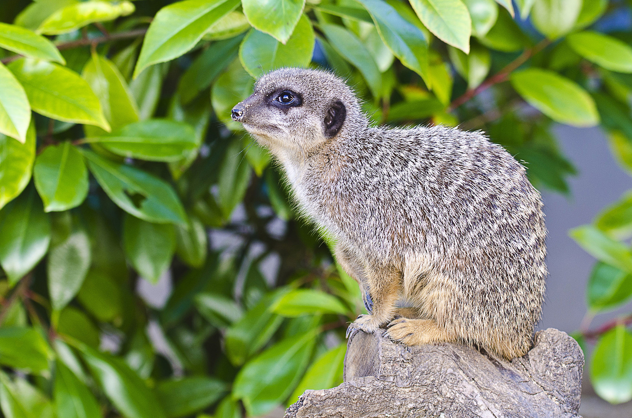 Nikon AF-S Nikkor 70-200mm F4G ED VR sample photo. Slender tailed meercat (1660) photography