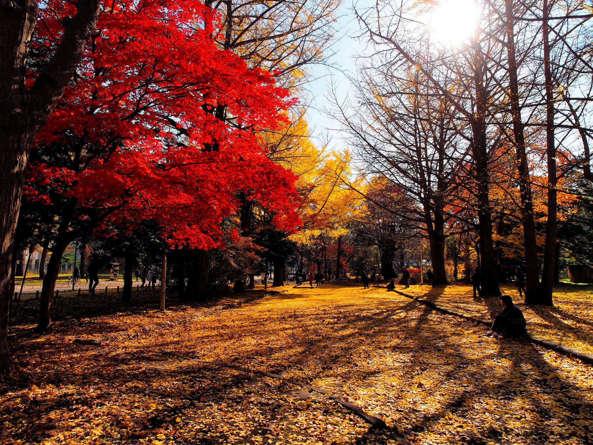 Olympus E-5 + Olympus Zuiko Digital ED 12-60mm F2.8-4.0 SWD sample photo. Red leaves photography