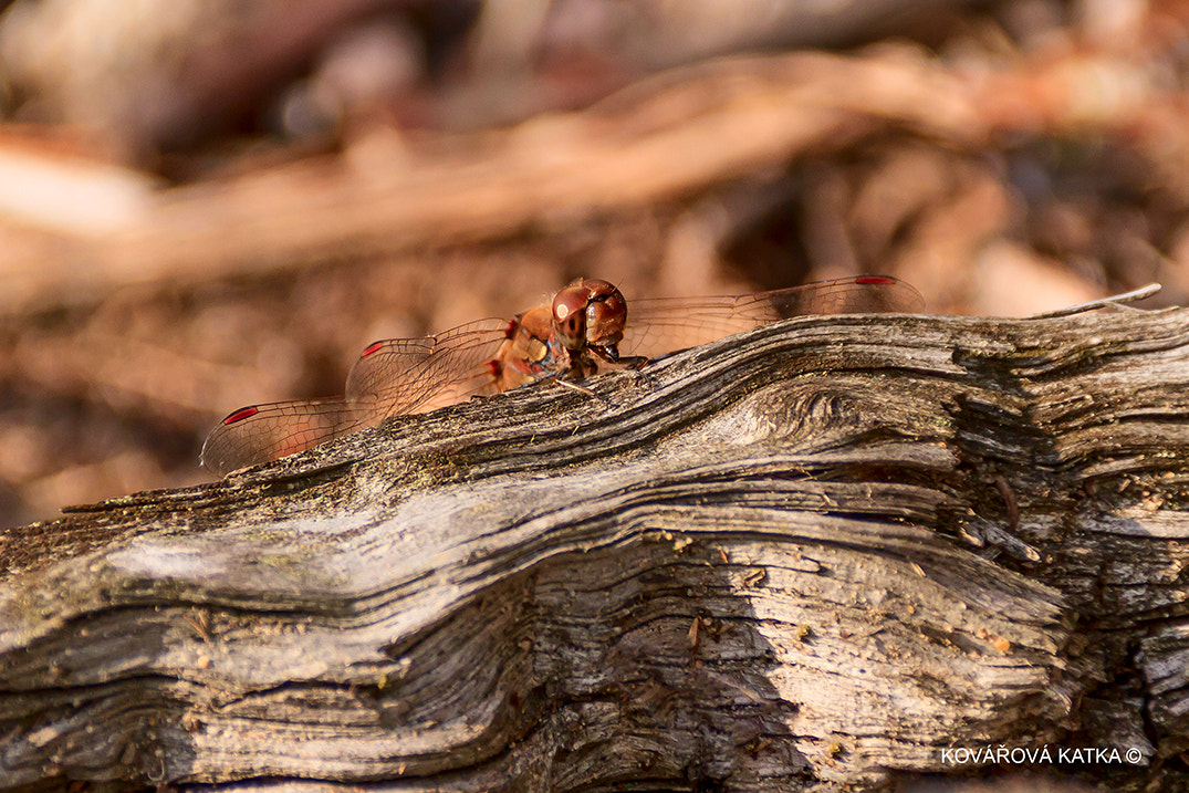 Canon EF 75-300mm F4.0-5.6 IS USM sample photo. Keď vážka jazyk vyplazuje photography