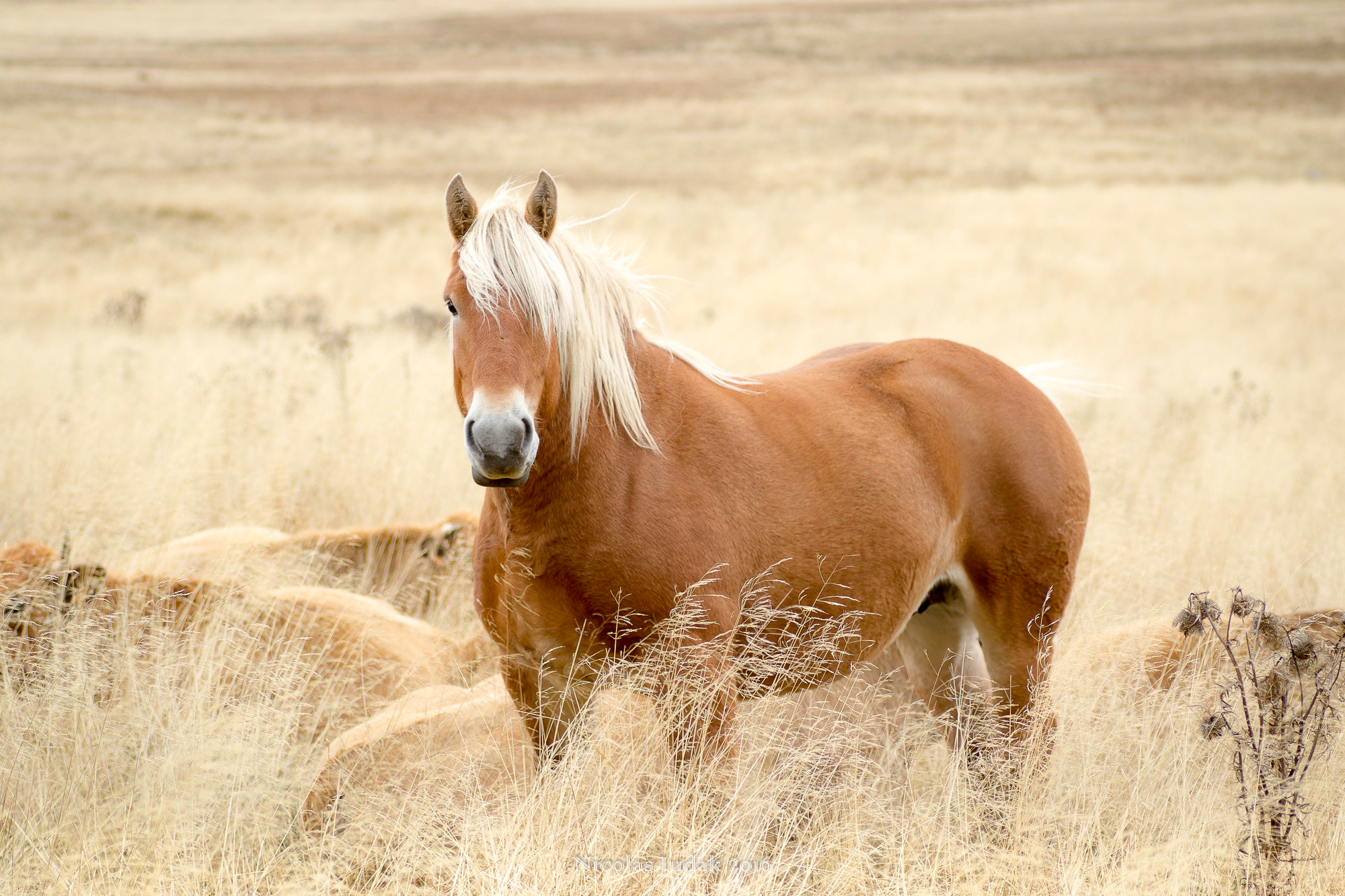 Canon EOS 7D Mark II + Tamron SP AF 90mm F2.8 Di Macro sample photo. Haflinger de l'aubrac photography