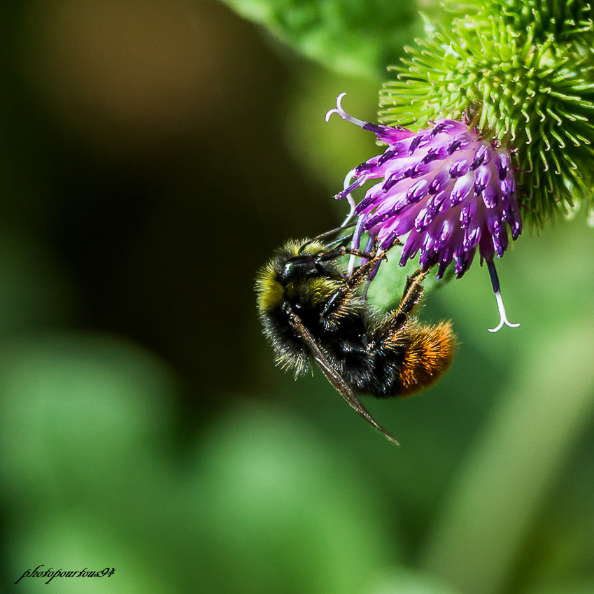 Sigma 70-200mm F2.8 EX DG OS HSM sample photo. Bourdon je m'accroche photography