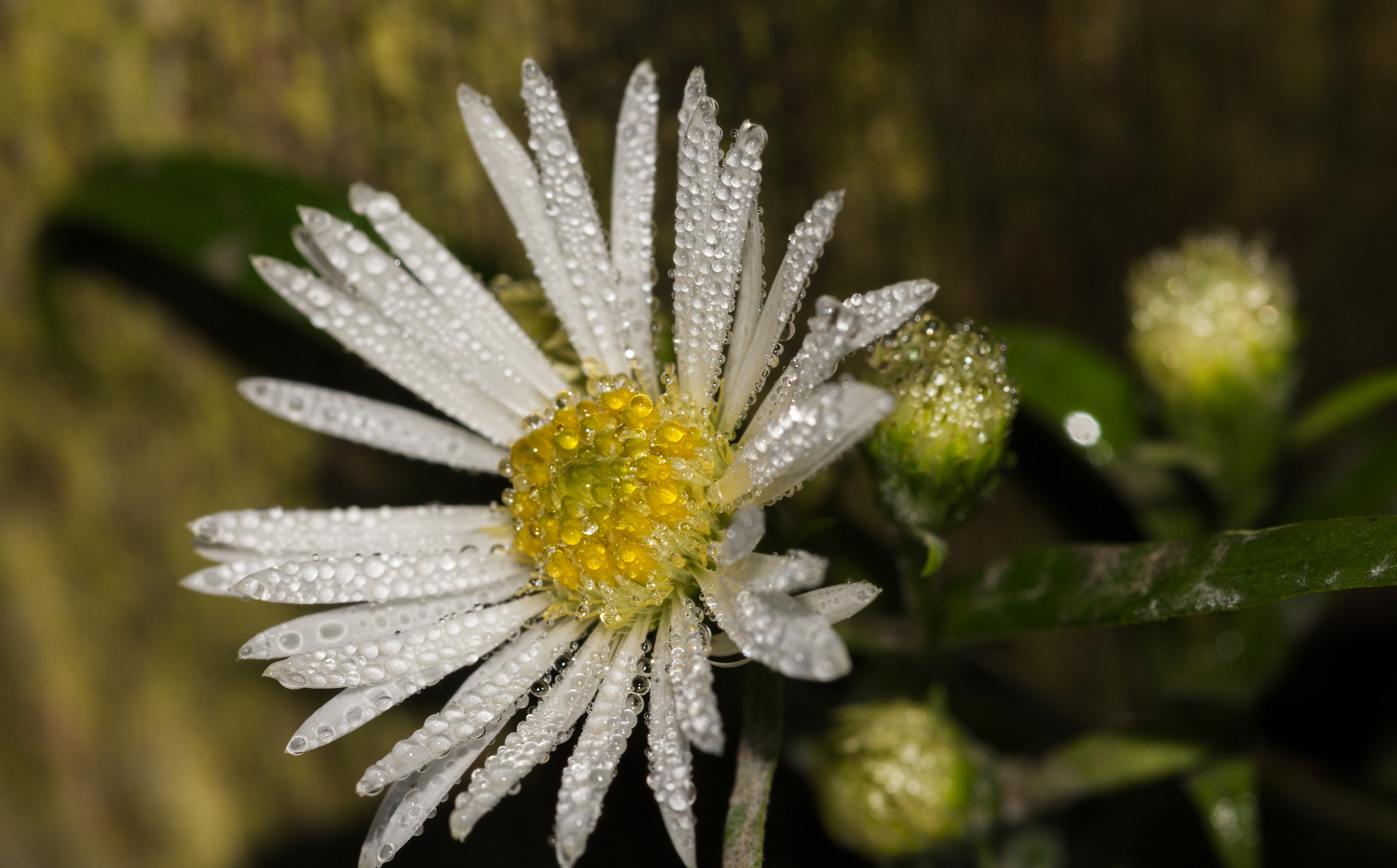 Canon EF 100mm F2.8L Macro IS USM sample photo. Morning dew photography
