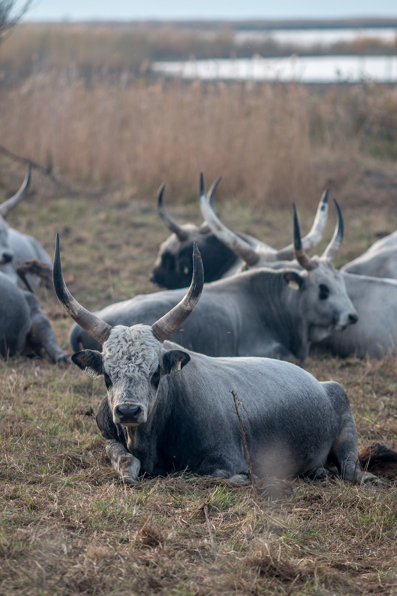 Canon EOS 70D + Canon EF 200mm F2.8L II USM sample photo. Hungarian grey cattle i photography