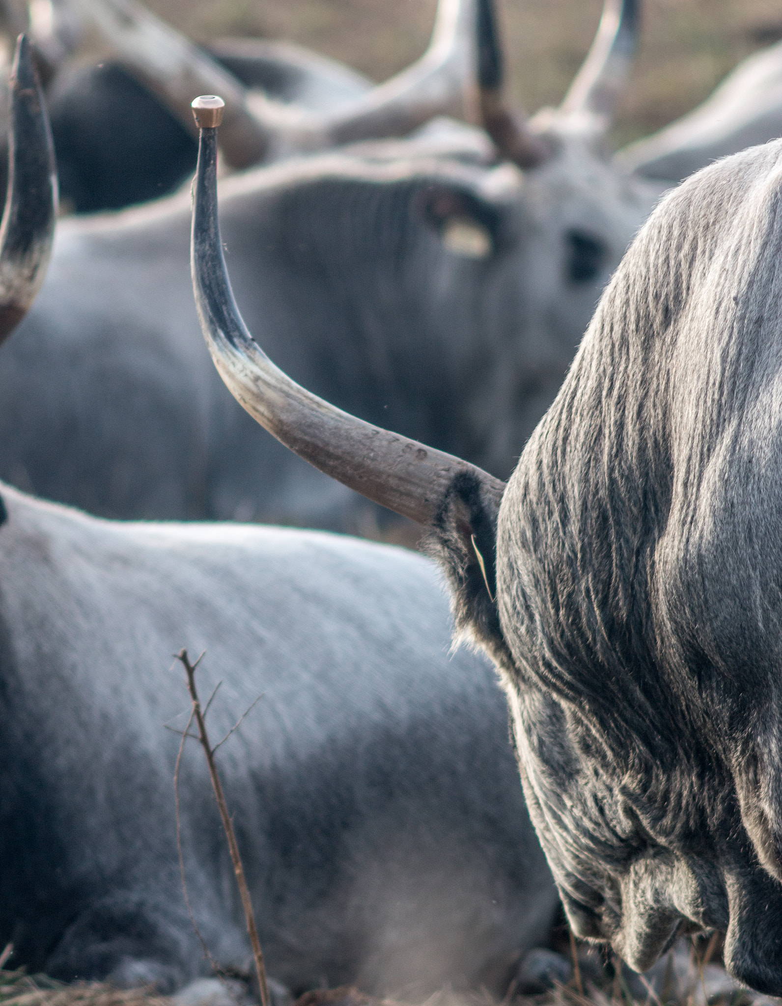 Canon EF 200mm f/2.8L II + 2x sample photo. Hungarian grey cattle v photography