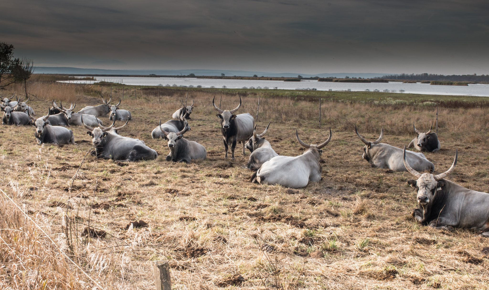 Canon EOS 70D + Canon EF 35mm F1.4L USM sample photo. Hungarian grey cattle vii photography