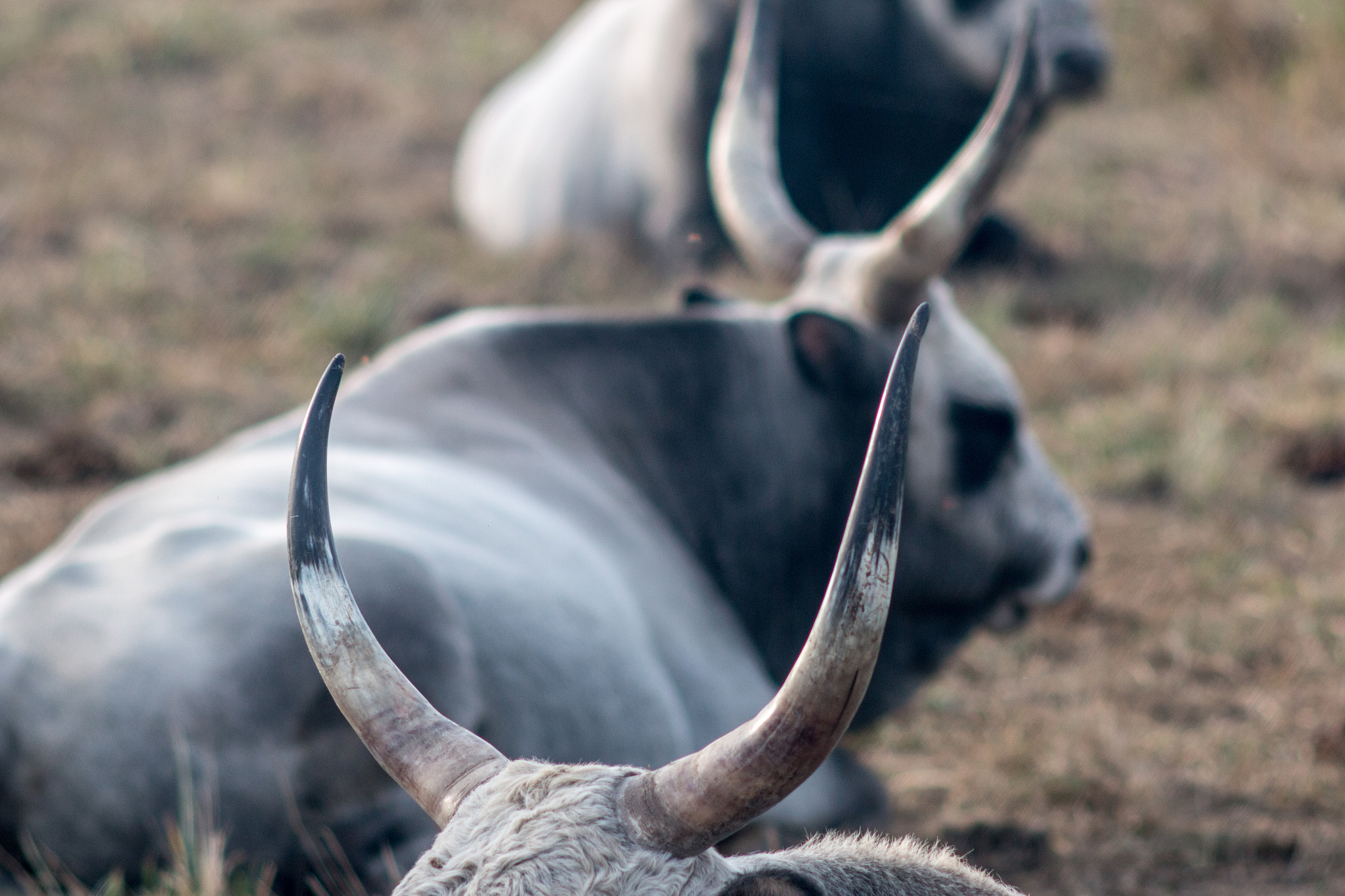 Canon EF 200mm f/2.8L II + 2x sample photo. Hungarian grey cattle vi photography