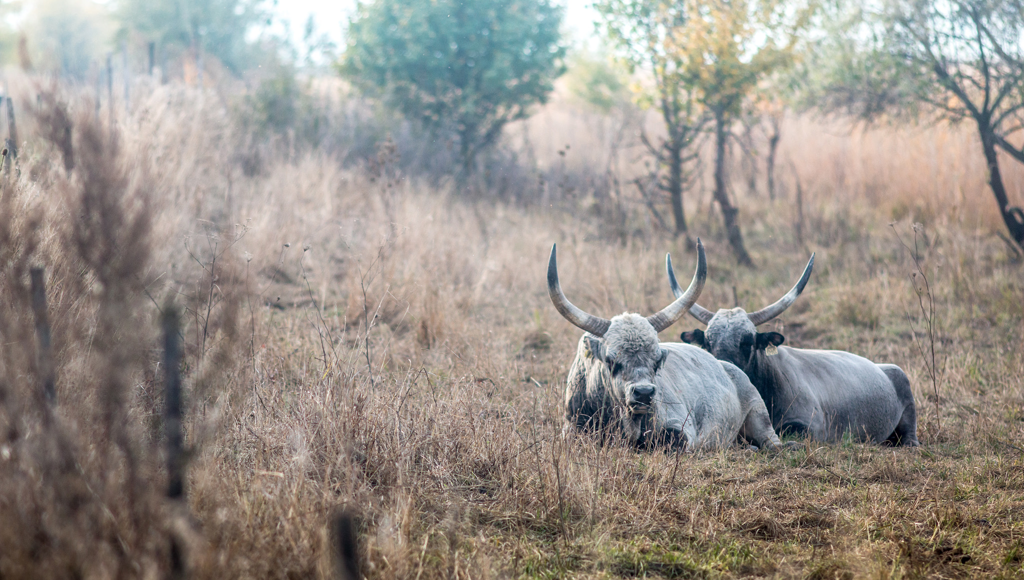 Canon EOS 70D + Canon EF 200mm F2.8L II USM sample photo. Hungarian grey cattle viii photography