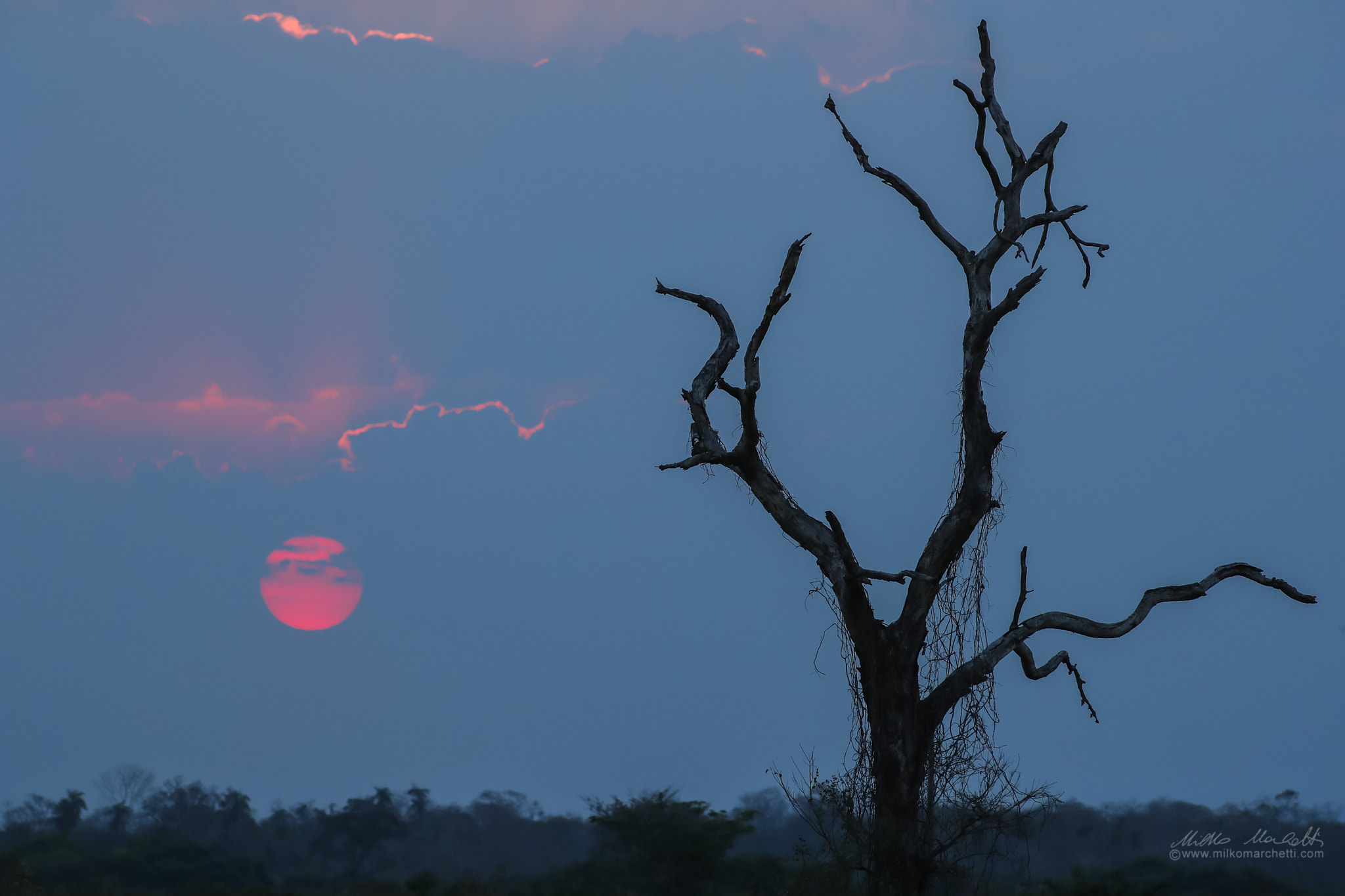 Canon EF 300mm f/2.8L sample photo. Sunset in pantanal photography