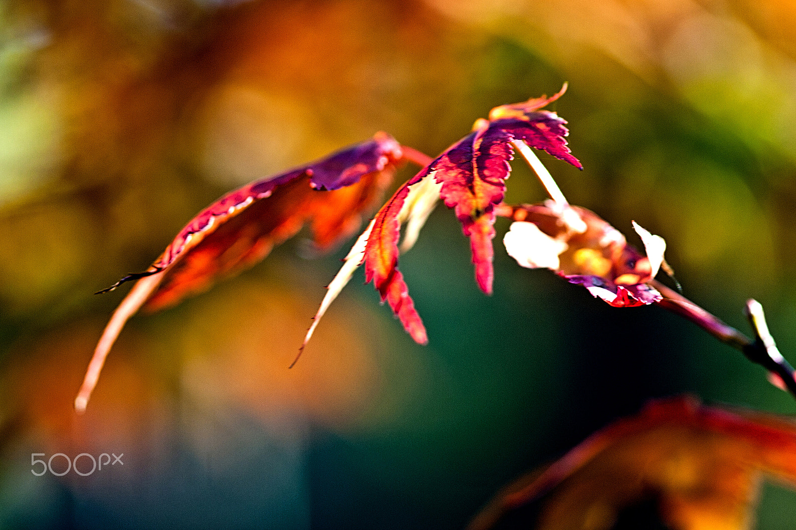 Canon EF 100mm F2.8 Macro USM sample photo. Maple photography