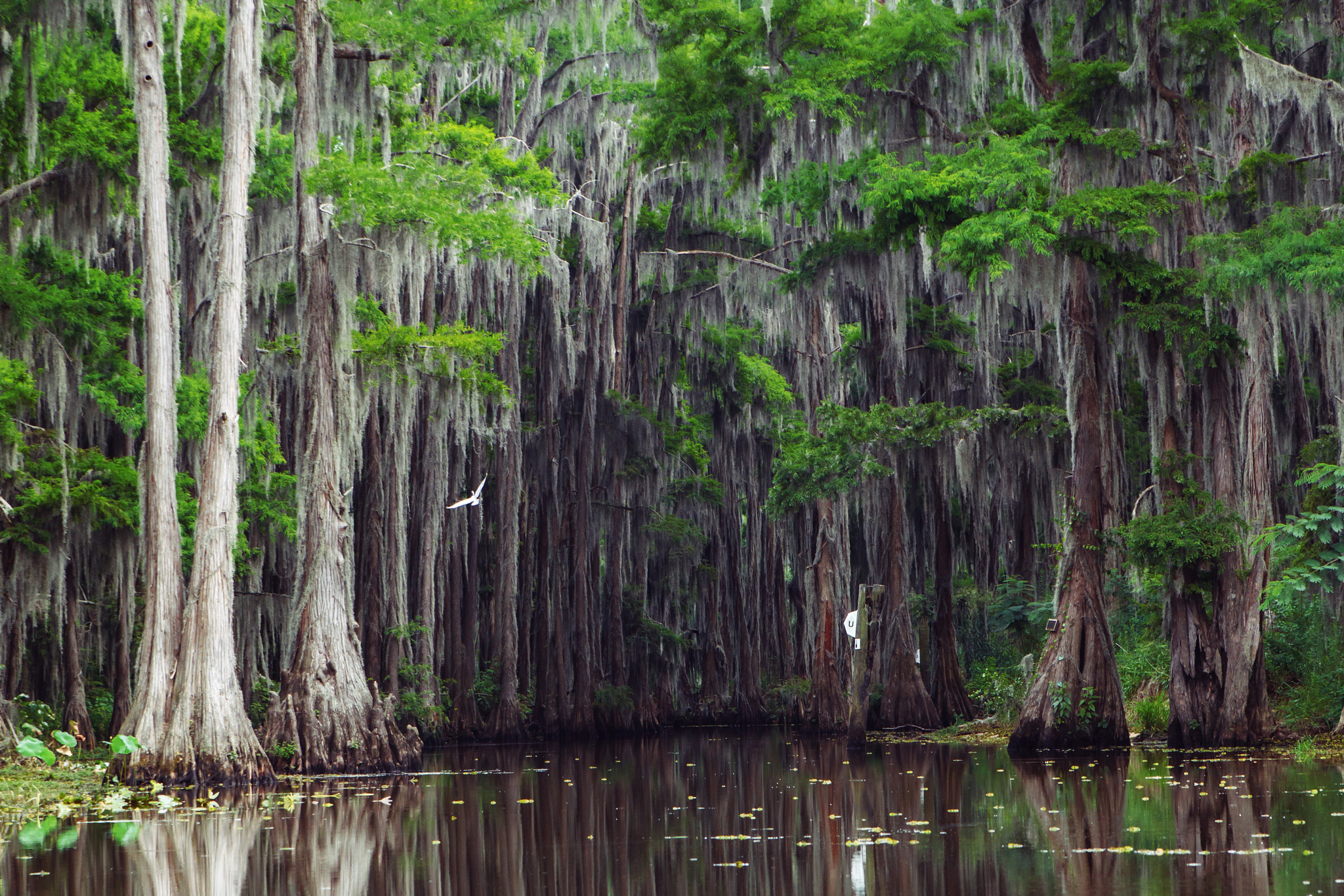 Canon EOS 60D + Tamron AF 28-75mm F2.8 XR Di LD Aspherical (IF) sample photo. Caddo lake state park, texas. photography