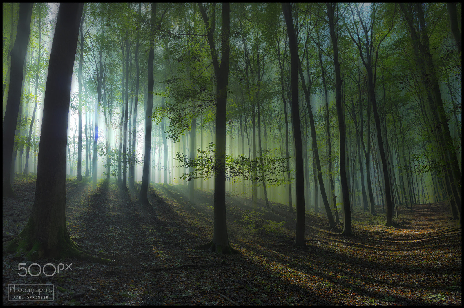 Pentax smc DA 15mm F4 ED AL Limited sample photo. Im nebelwald photography