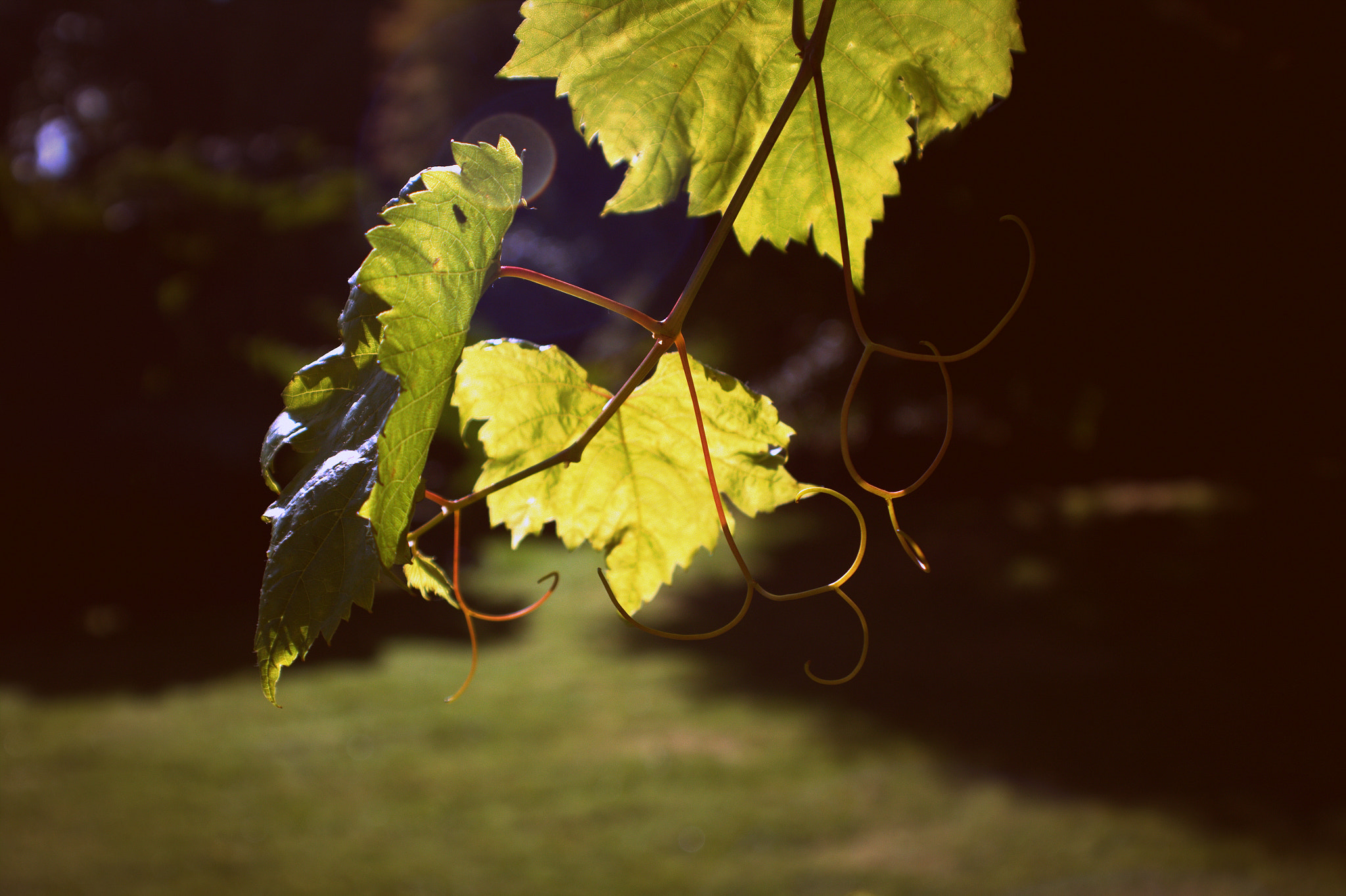Canon EOS 50D sample photo. The morning autumn glow photography