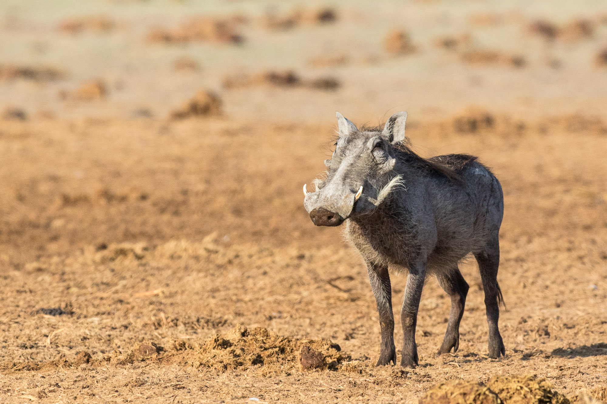 Canon EOS 7D Mark II + Canon EF 300mm F2.8L IS II USM sample photo. Ta photography