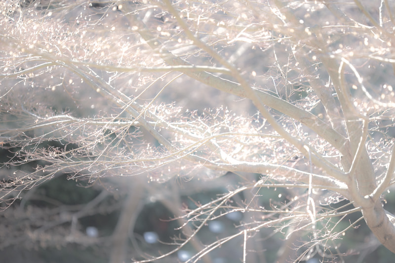 Canon EF 180mm F3.5L Macro USM sample photo. White tree photography