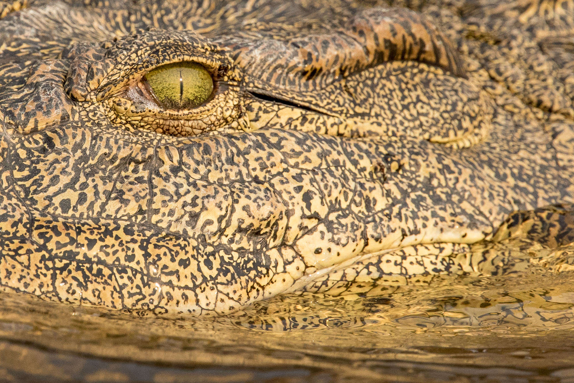 Canon EF 300mm F2.8L IS II USM sample photo. Ta photography