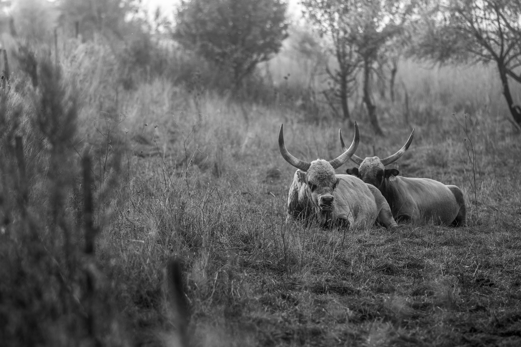 Canon EOS 70D + Canon EF 200mm F2.8L II USM sample photo. Hungarian grey cattle i photography