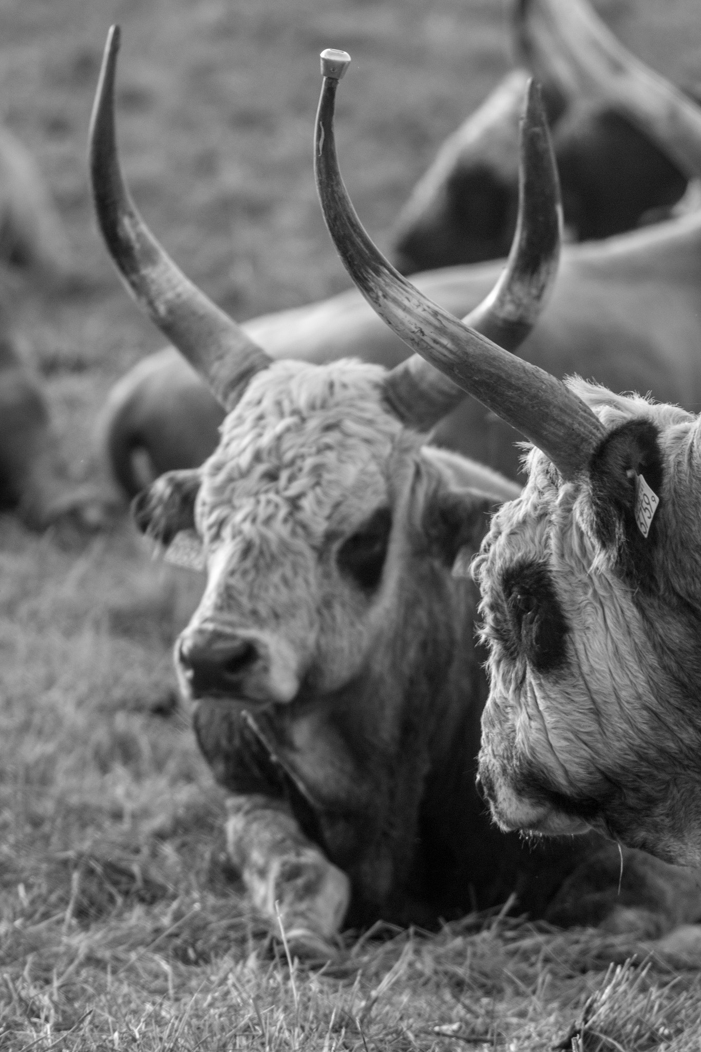 Canon EF 200mm f/2.8L II + 2x sample photo. Hungarian grey cattle iii photography