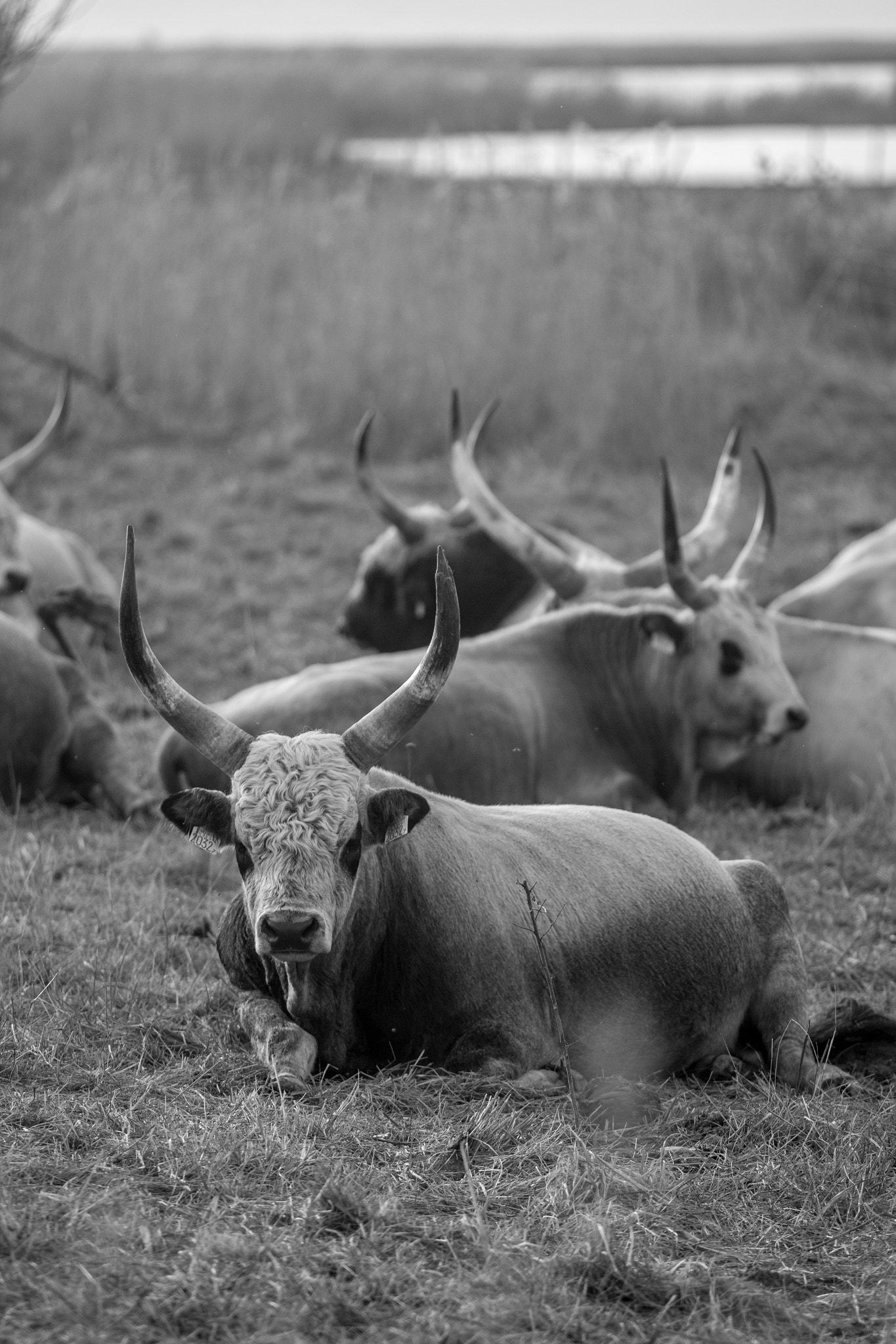 Canon EOS 70D + Canon EF 200mm F2.8L II USM sample photo. Hungarian grey cattle viii photography