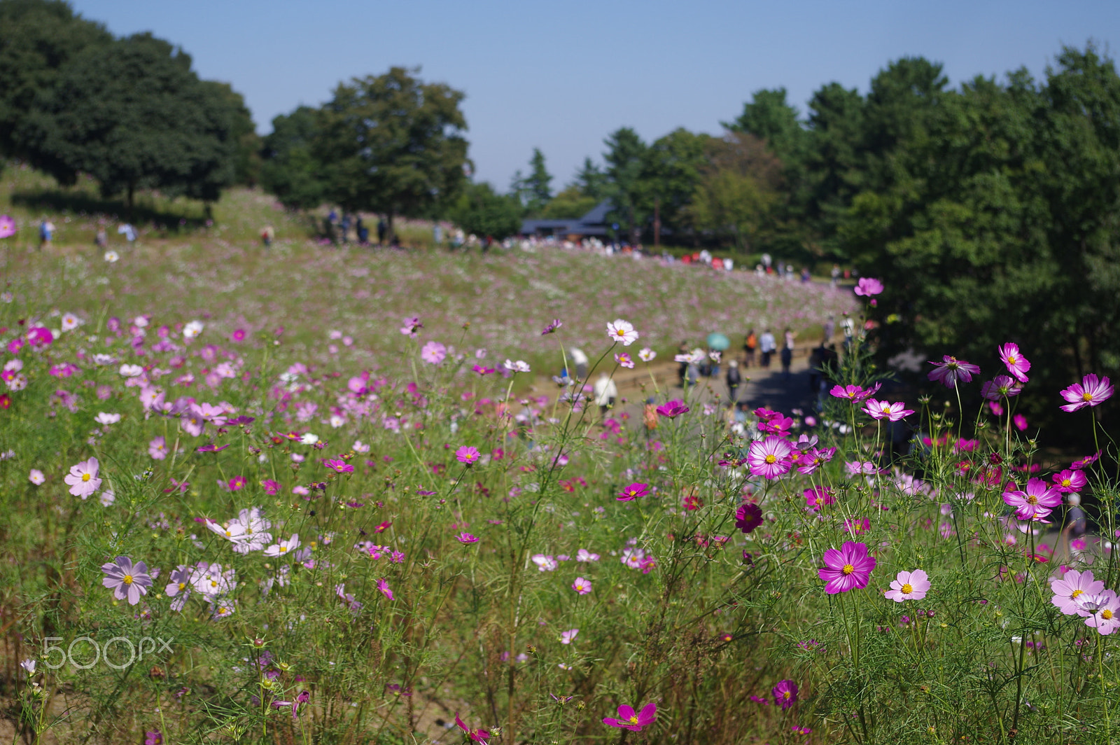 smc PENTAX-DA L 18-55mm F3.5-5.6 sample photo. Cosmos field photography