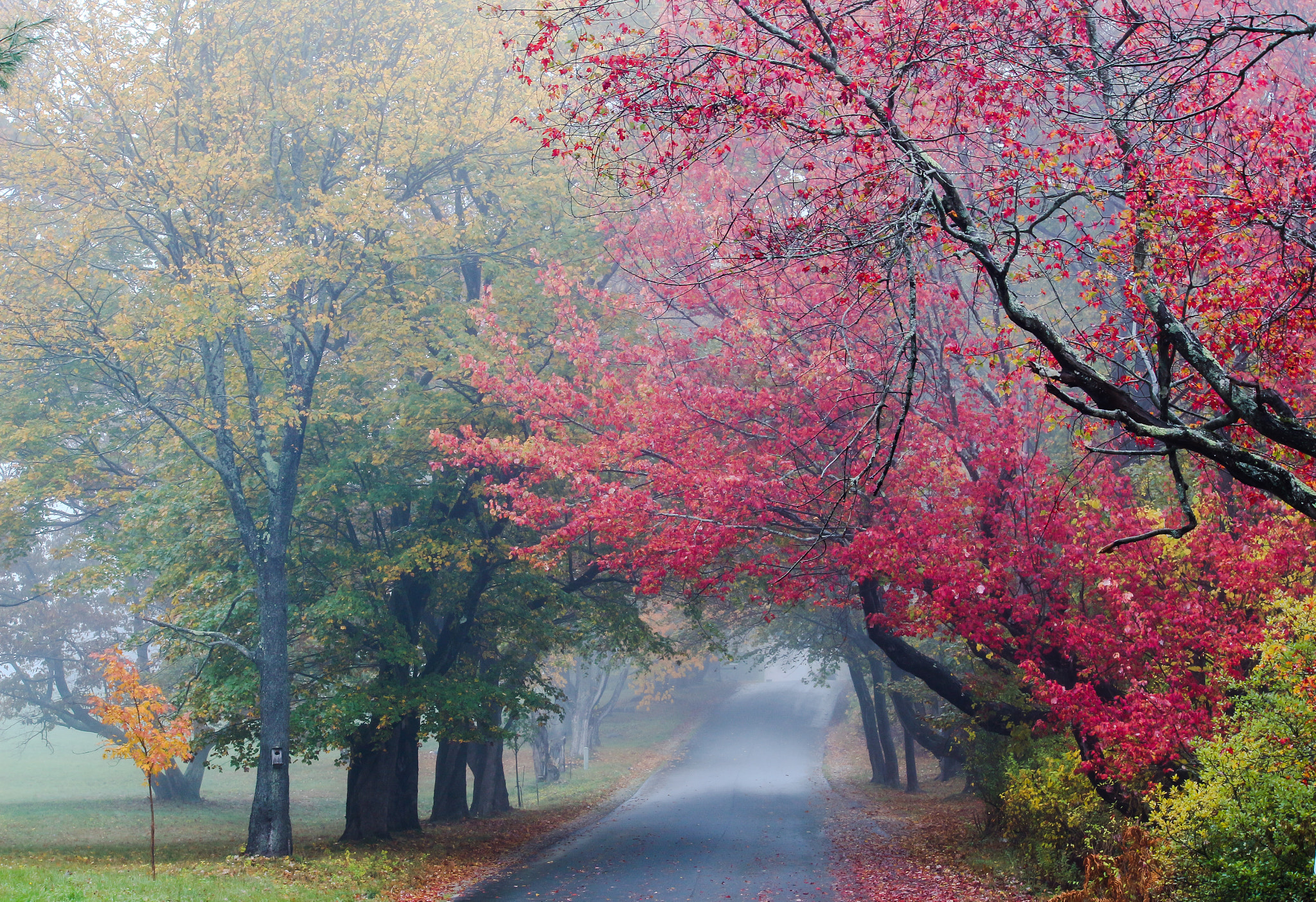 Canon EF-S 55-250mm F4-5.6 IS II sample photo. Fall colors cape elizabeth, maine photography