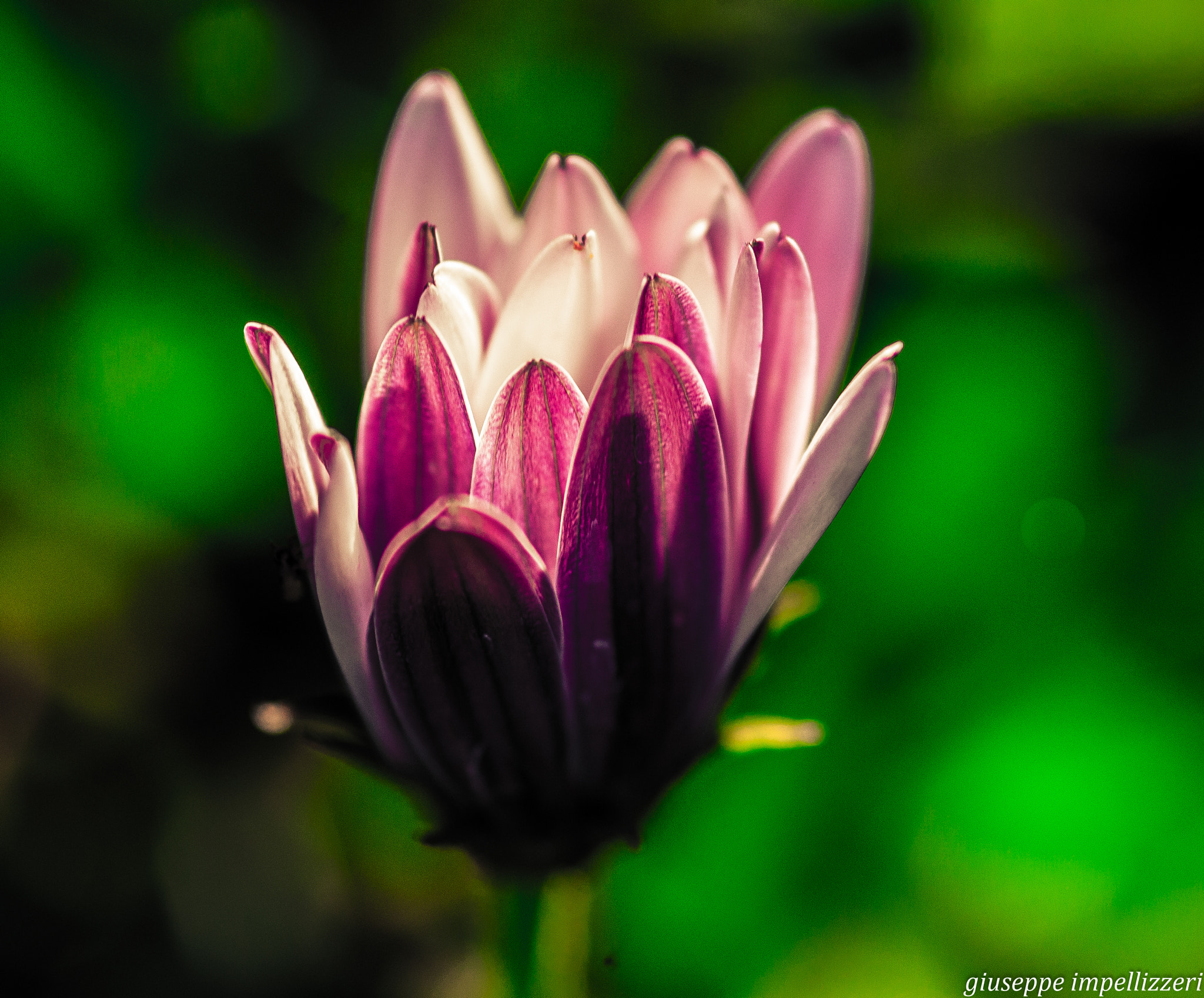 Nikon AF-S Micro-Nikkor 105mm F2.8G IF-ED VR sample photo. () photography