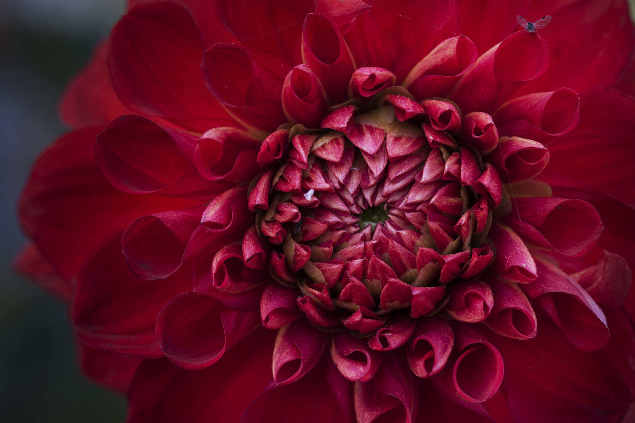 Canon EF-S 60mm F2.8 Macro USM sample photo. Red photography