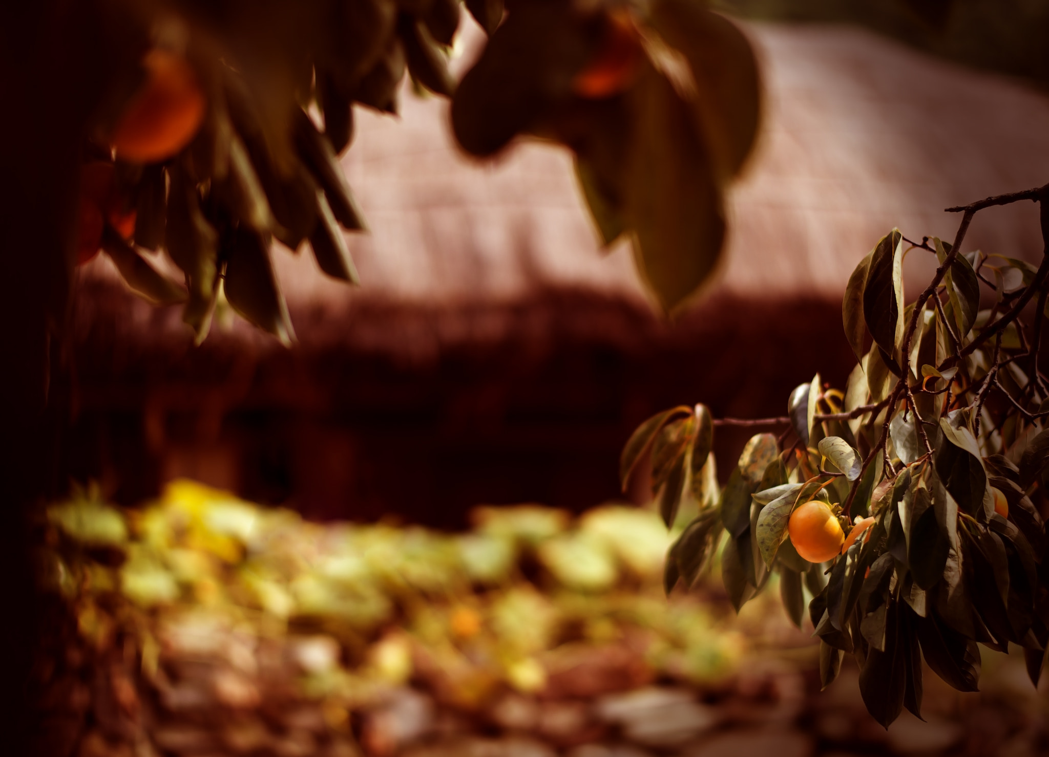 Nikon AF-S Nikkor 58mm F1.4G sample photo. Hometown in fall photography