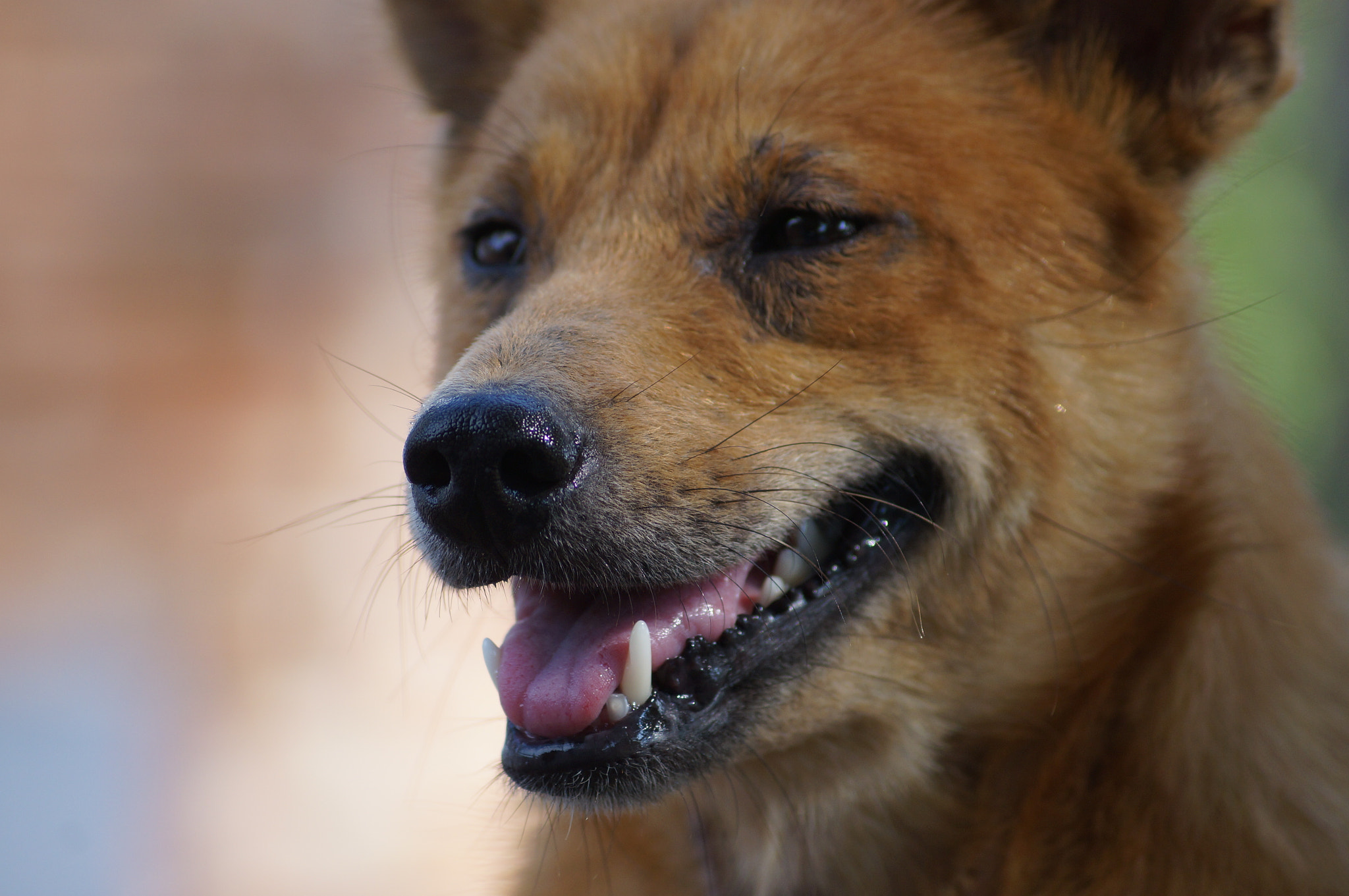 Sony DT 55-200mm F4-5.6 SAM sample photo