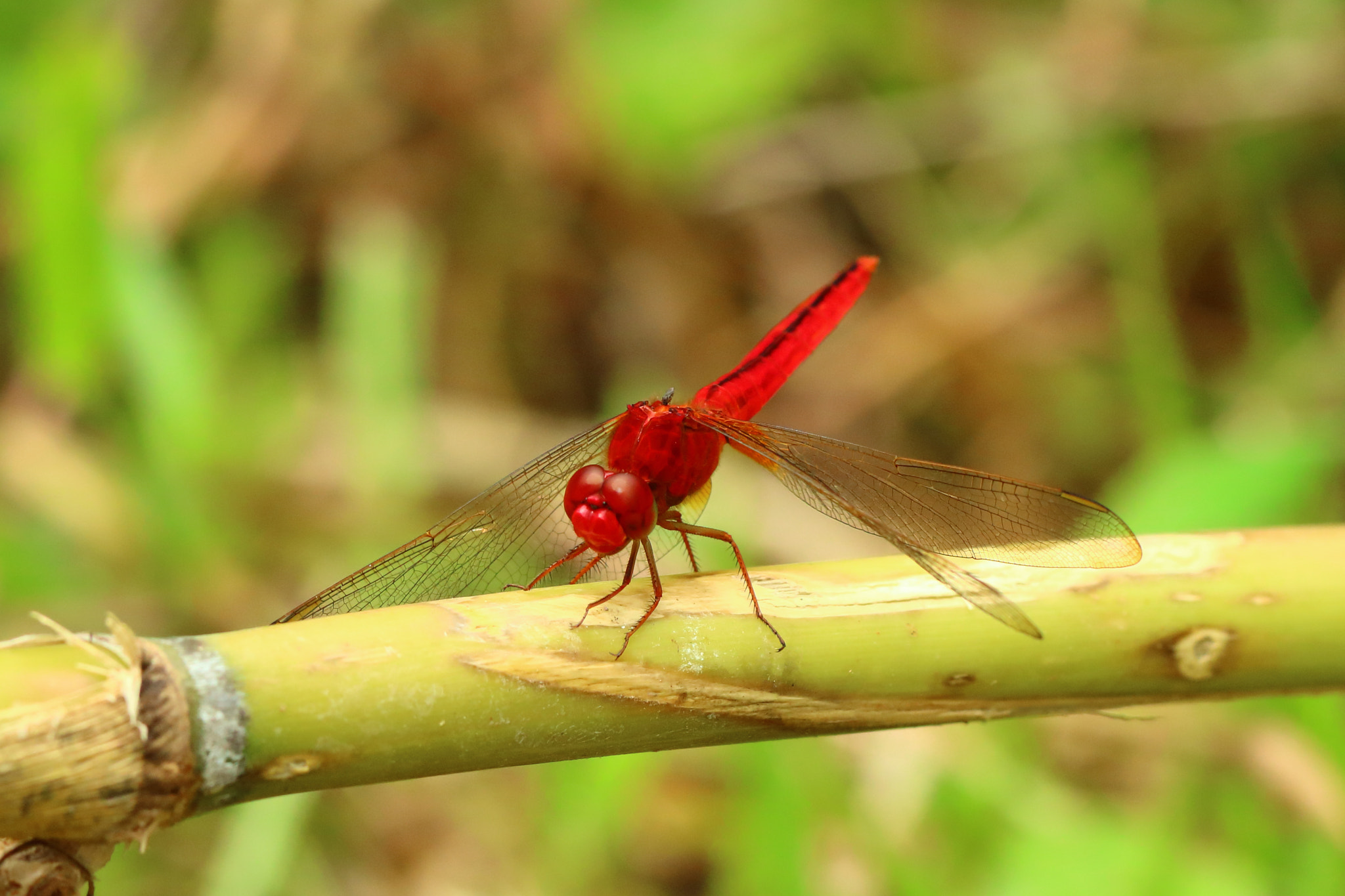 Canon EOS M3 + Canon EF 100mm F2.8L Macro IS USM sample photo. Red dragonfly photography
