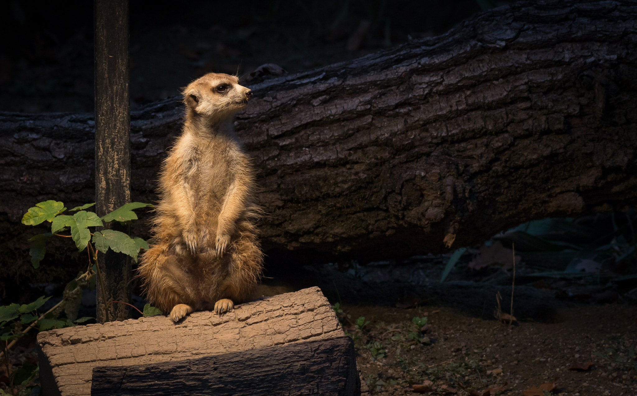 Canon EOS 650D (EOS Rebel T4i / EOS Kiss X6i) + Tamron SP AF 90mm F2.8 Di Macro sample photo. Meerkat scout photography