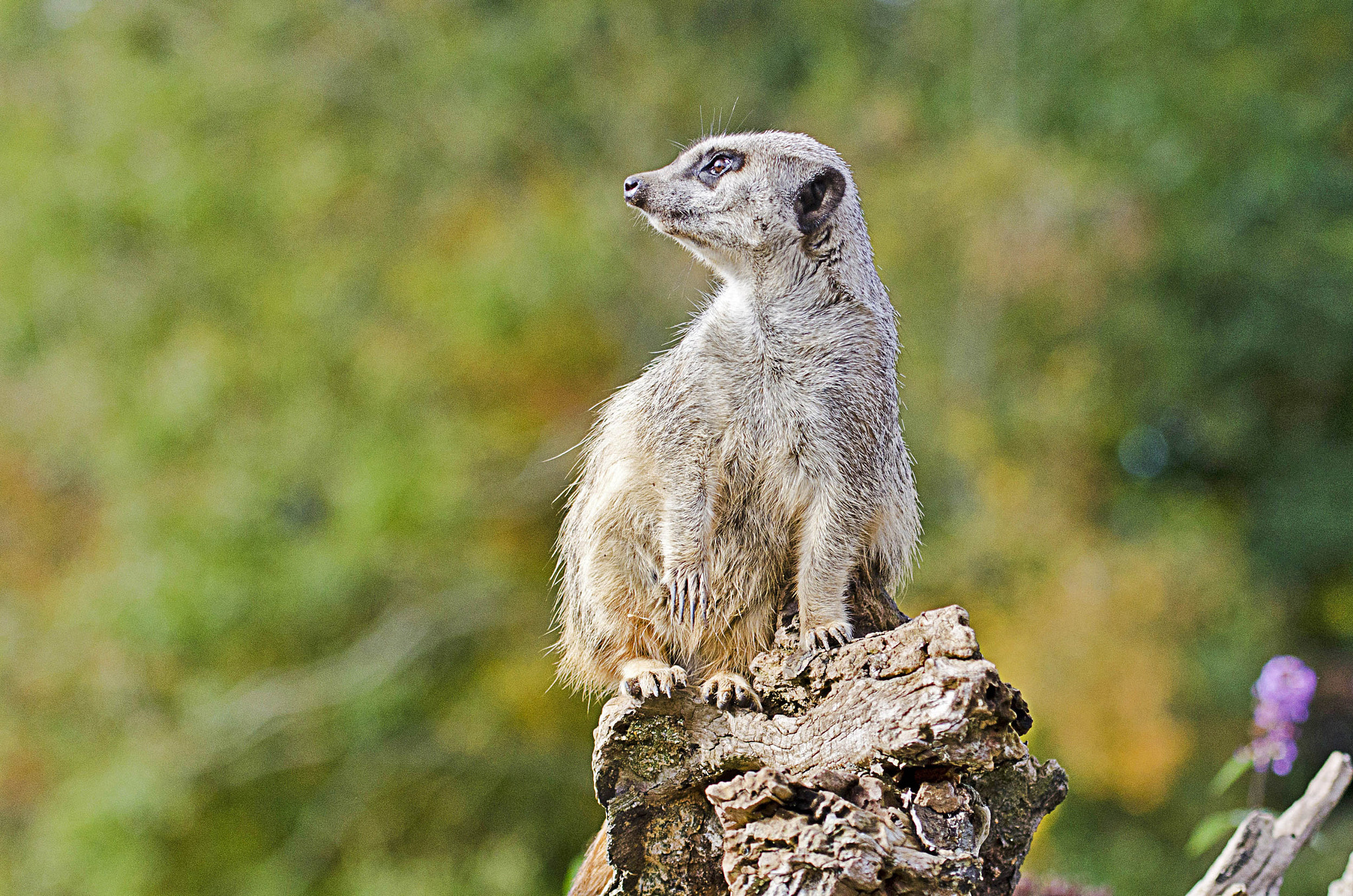 Nikon AF-S Nikkor 70-200mm F4G ED VR sample photo. The look out (1565) photography