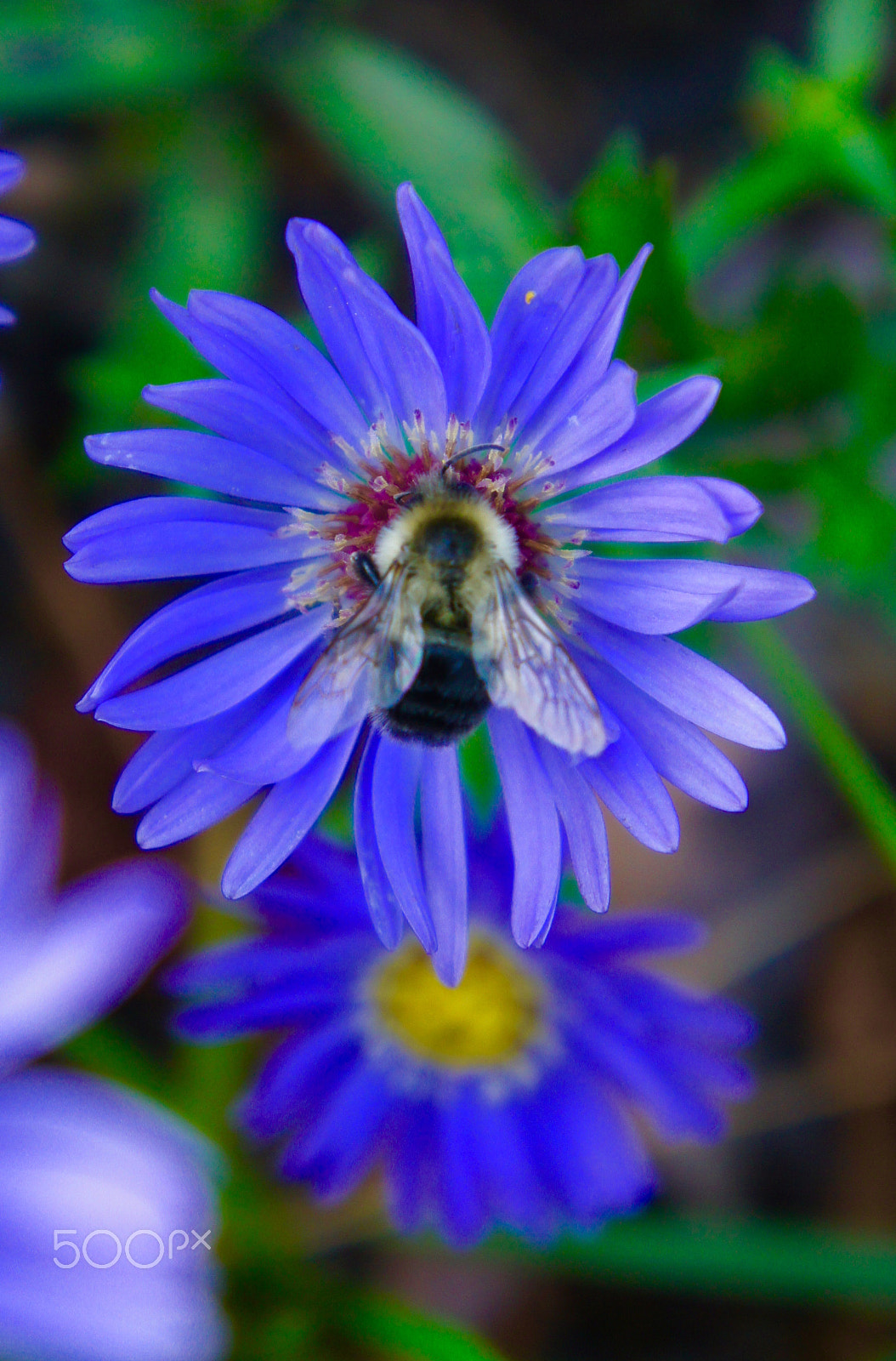 Sony Alpha NEX-3 sample photo. Bee happy photography