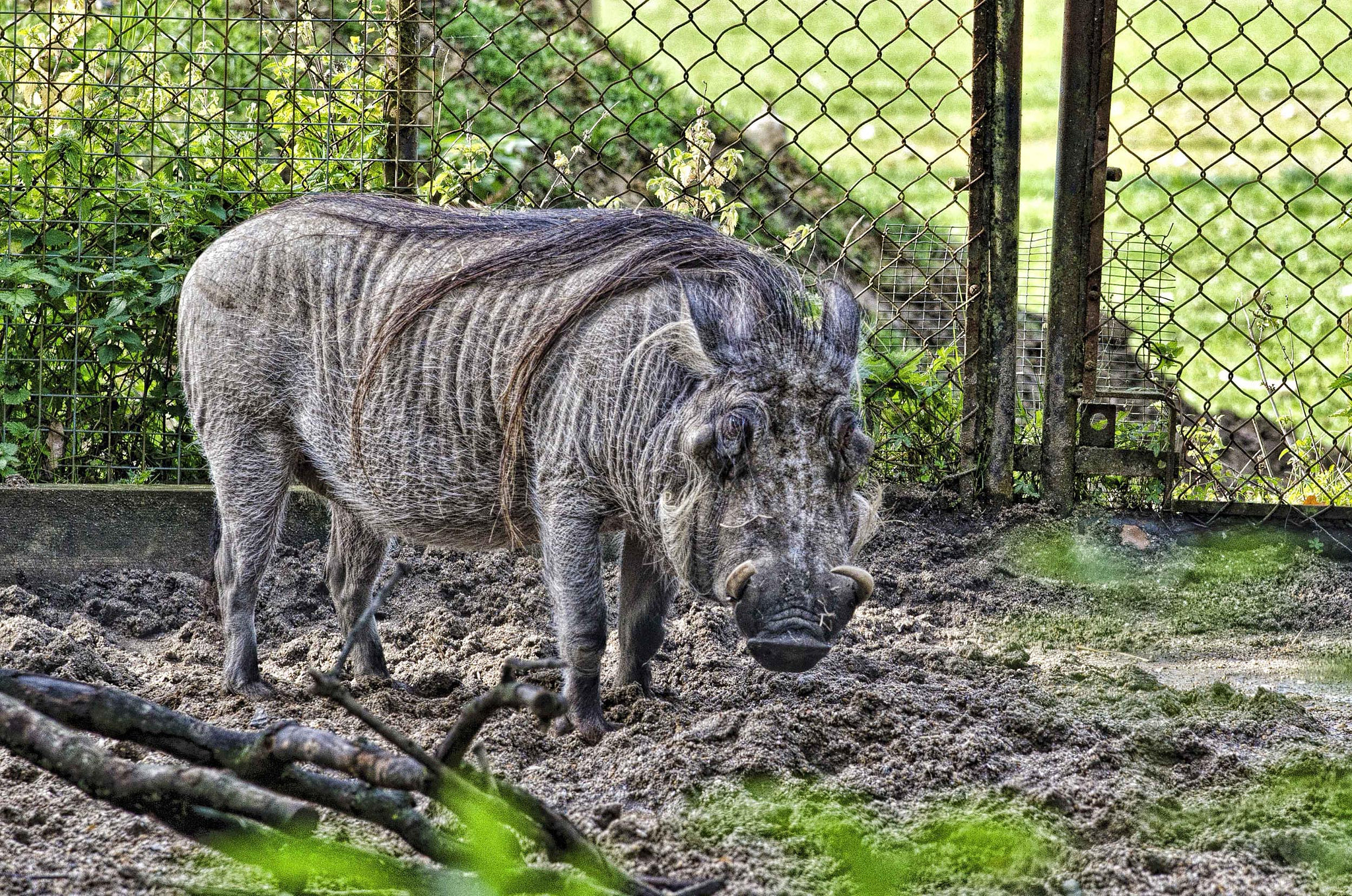 Nikon AF-S Nikkor 70-200mm F4G ED VR sample photo. Warthog hairdo (1541) photography