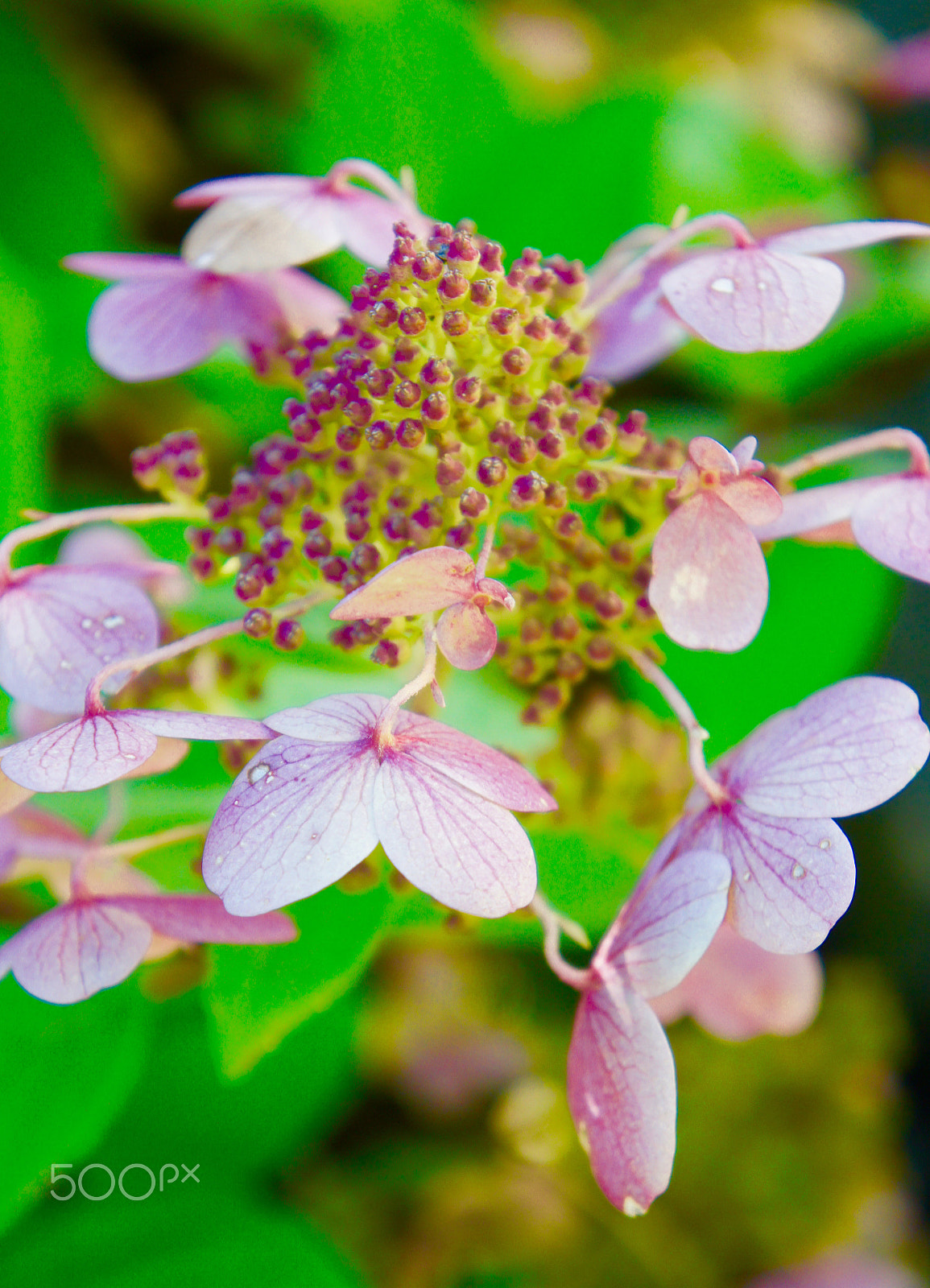 Sony Alpha NEX-3 + Sony E 18-55mm F3.5-5.6 OSS sample photo. Dew drops photography