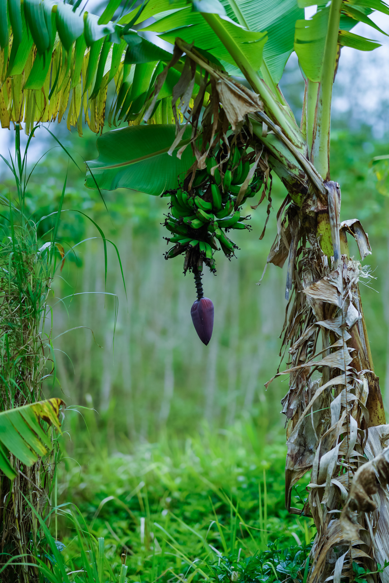 Sony FE 85mm F1.4 GM sample photo. Banana tree, pouebo, new caledonia photography