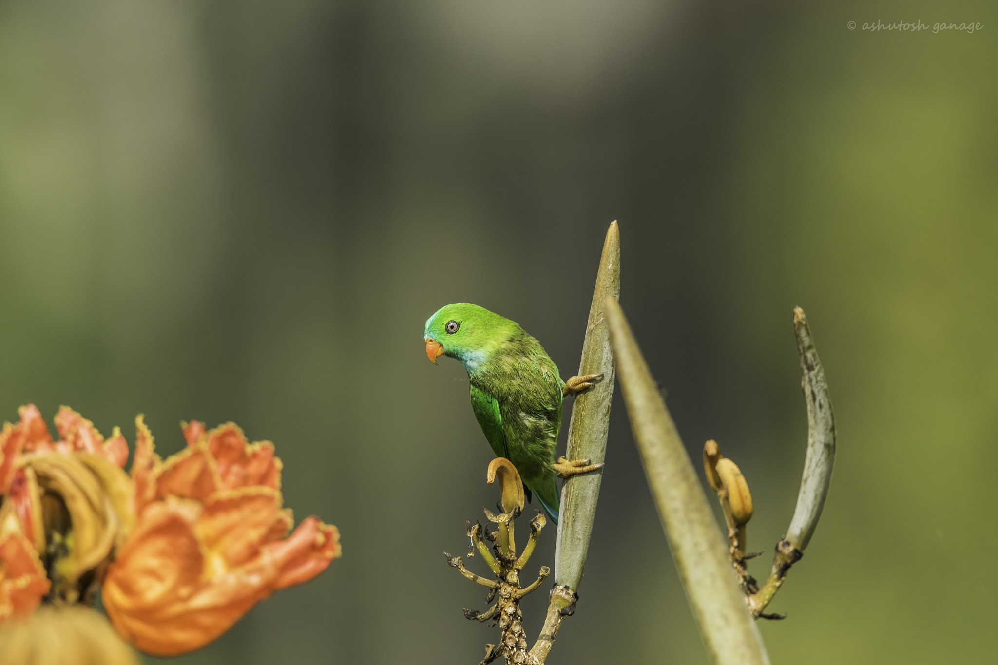 Canon EF 500mm F4L IS II USM sample photo. Vernal hanging parrot photography