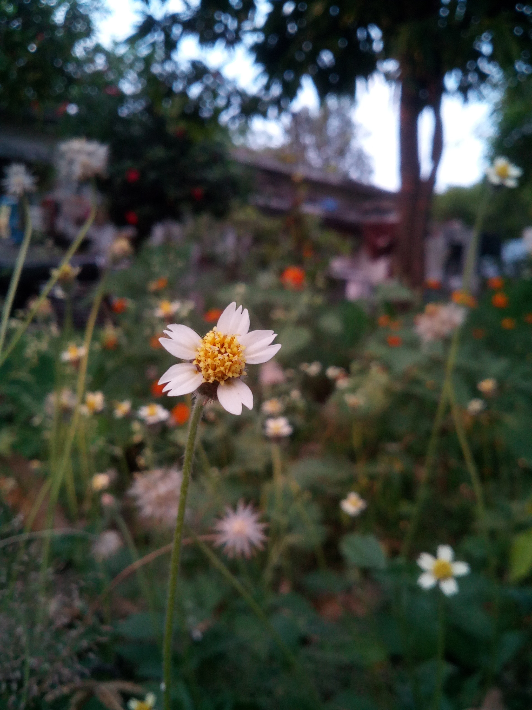 Micromax Canvas A1 sample photo
